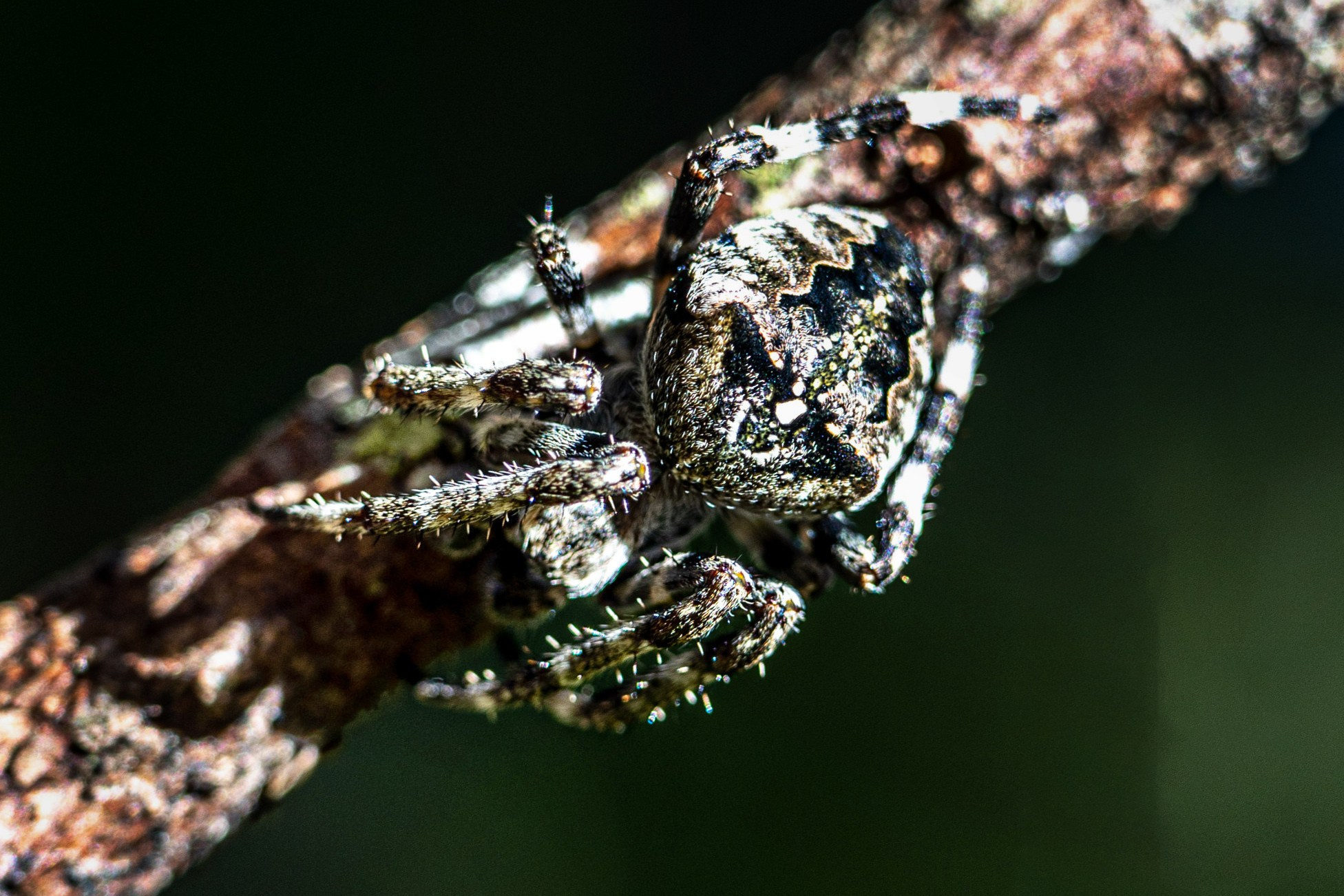 Паук-крестовик