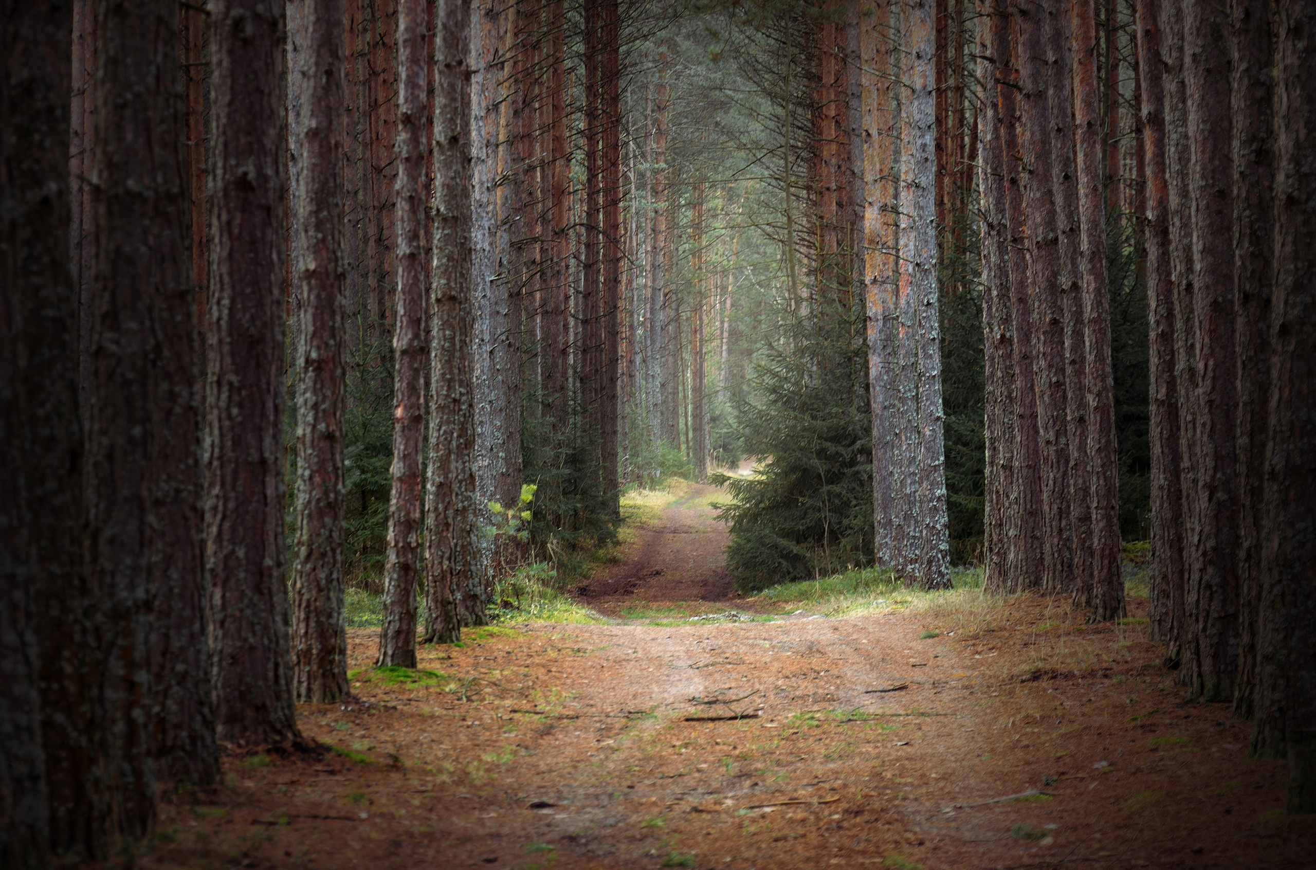 Родные просторы