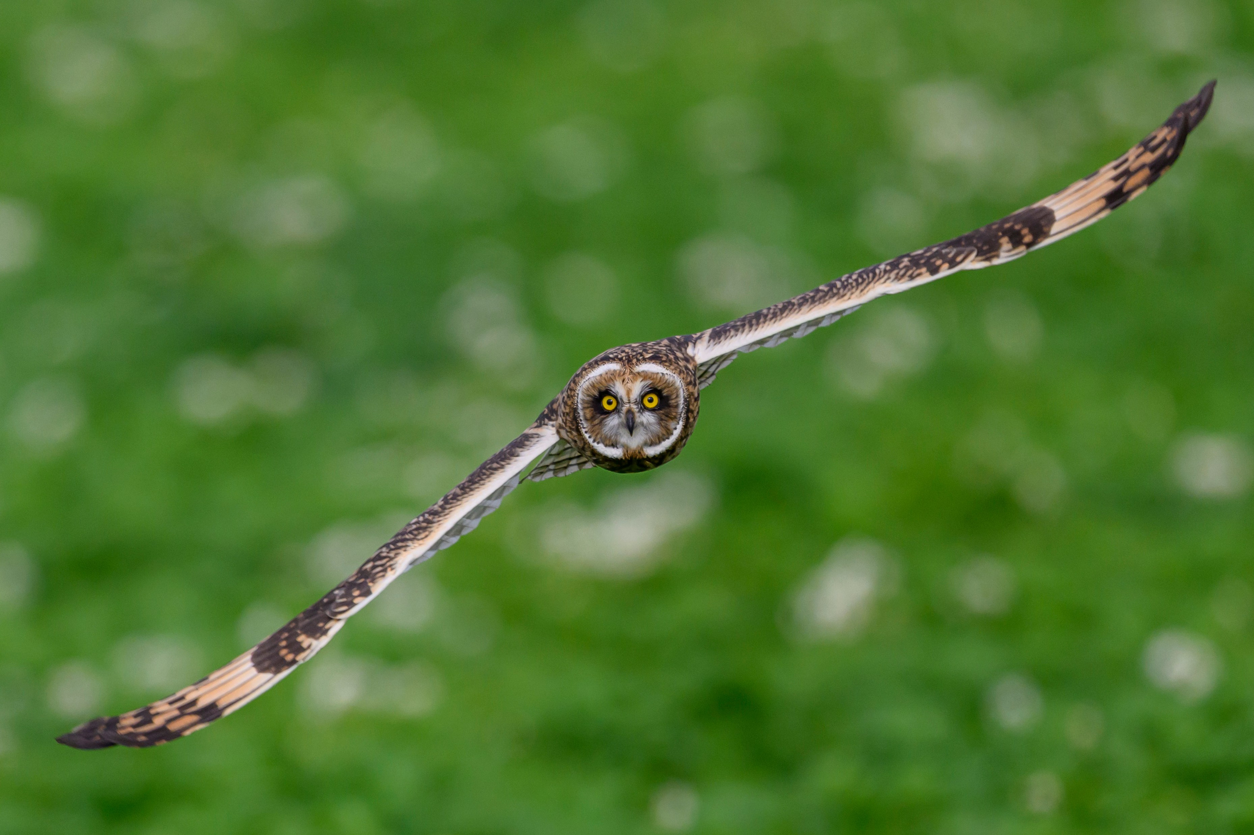 Совята учатся летать. Owlets learn to fly. Фотограф Сергей Пупонин