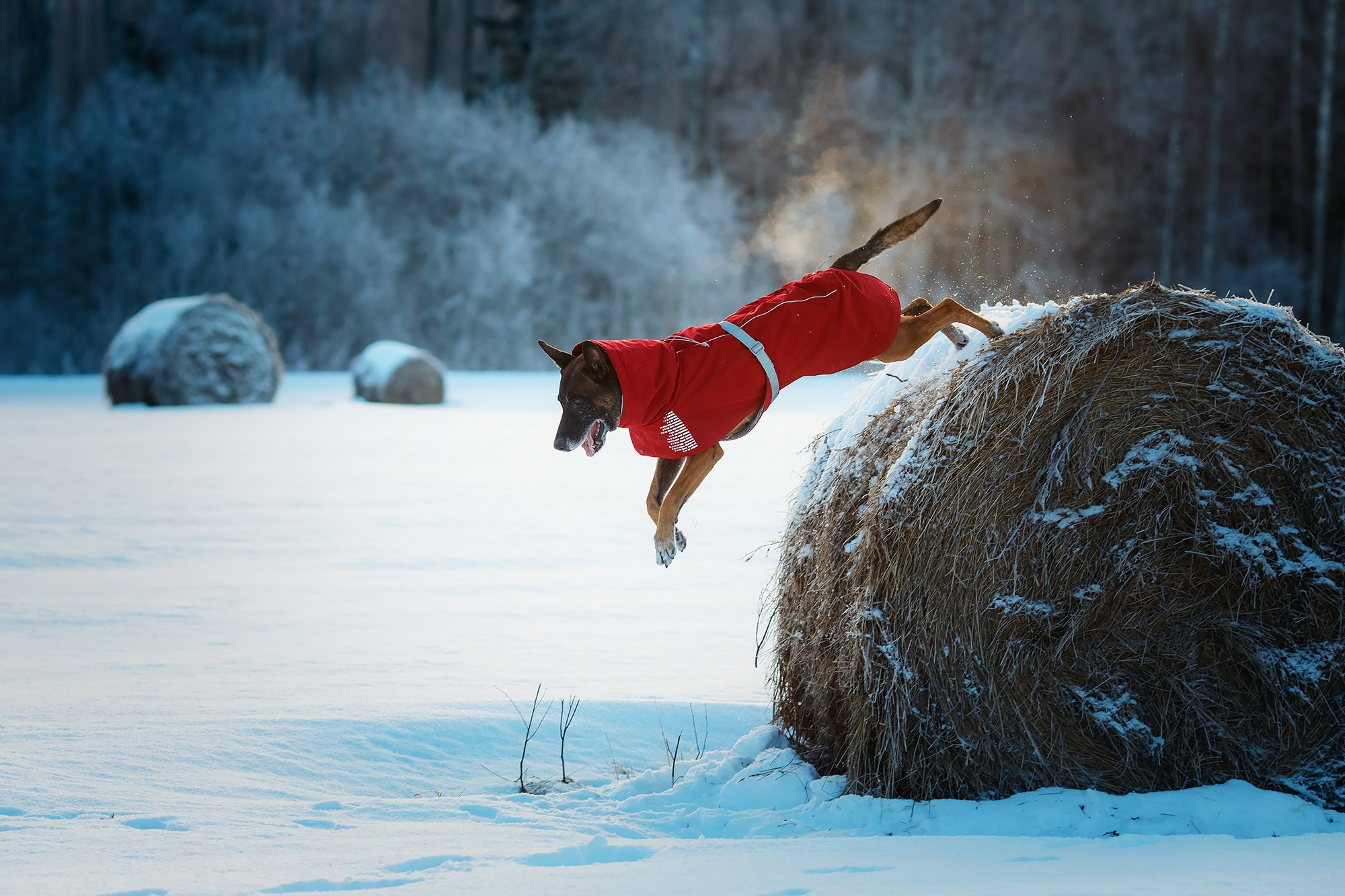 Фотограф-анималист Mary Mart — Москва, Питер