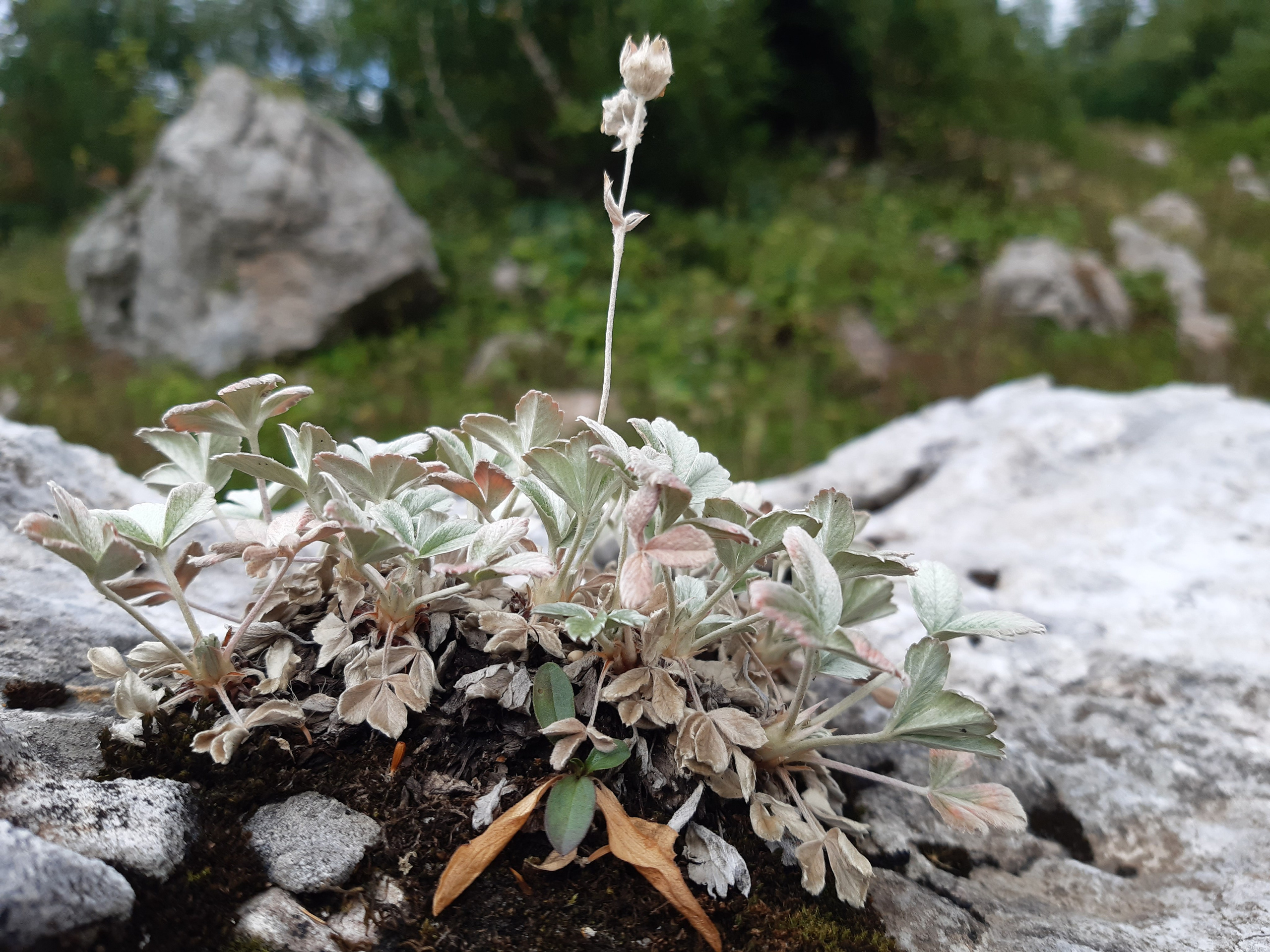 Республика Адыгея. Плато Лаго-Наки. Пейзажная и архитектурная фотография в Туле, Татьяна Silva