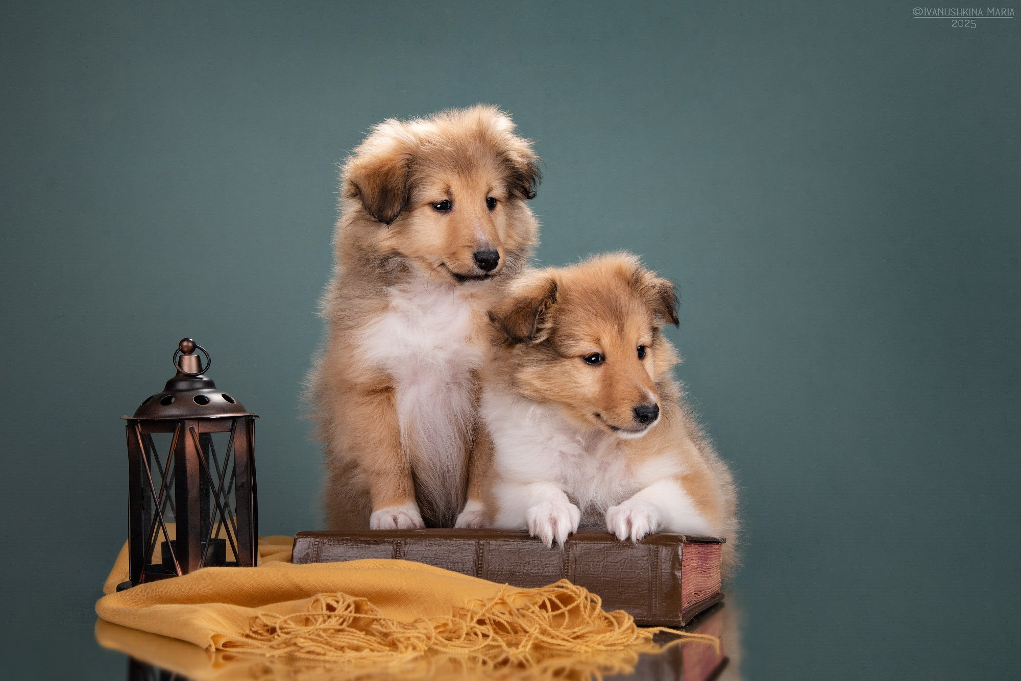 Фотосессия щенков на фонах. Фотограф собак в Москве и Московской области Иванушкина Мария
