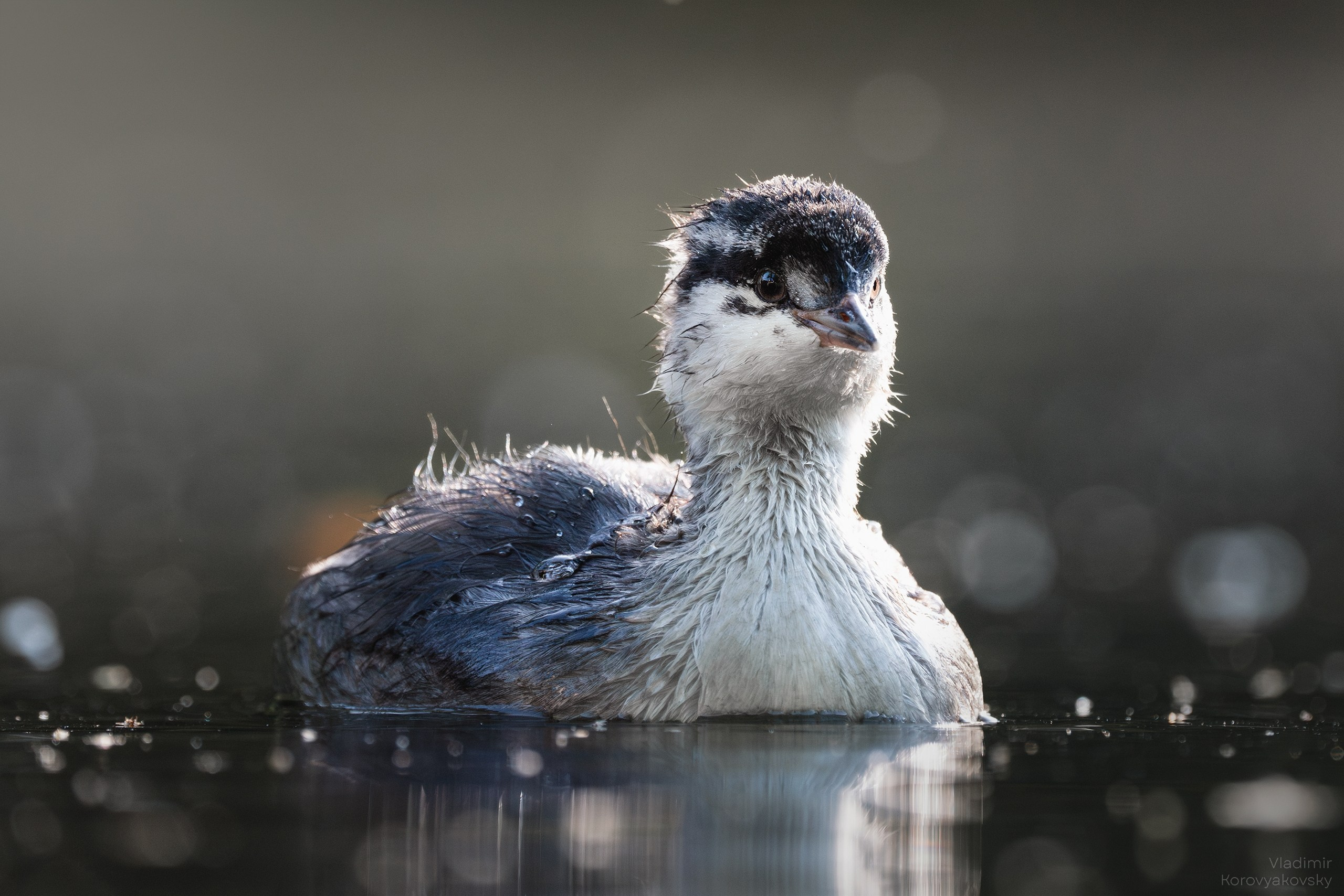 Животные. Фотограф Владимир Коровяковский