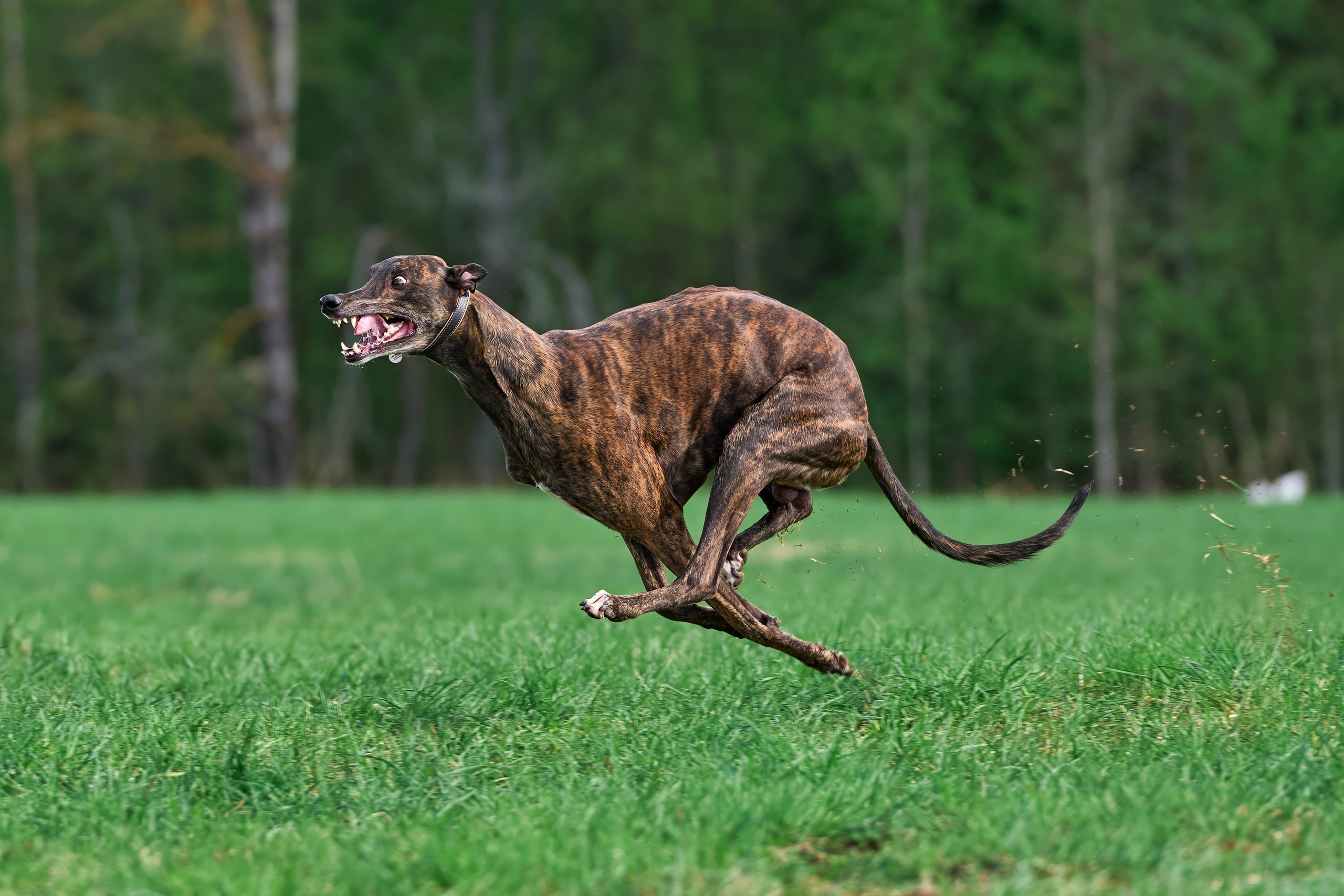 Тренировка по курсингу «на Ярославке». Фотограф-анималист Михаил Манухин