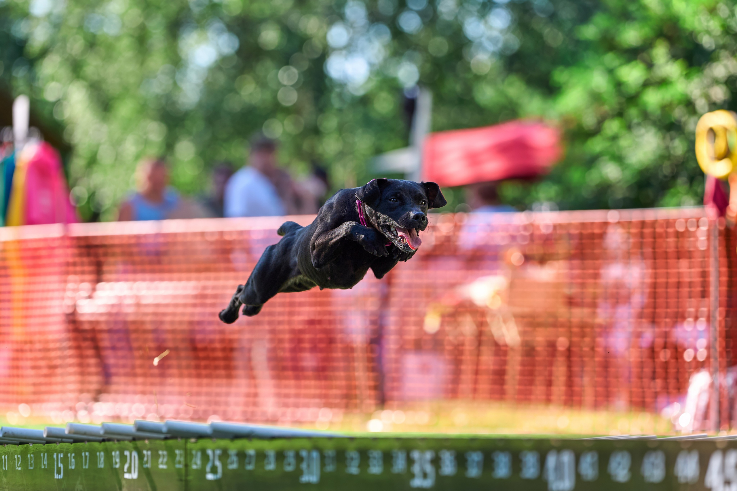 Jump'n'Gym JUMP! — 2024. Фотограф-анималист Михаил Манухин