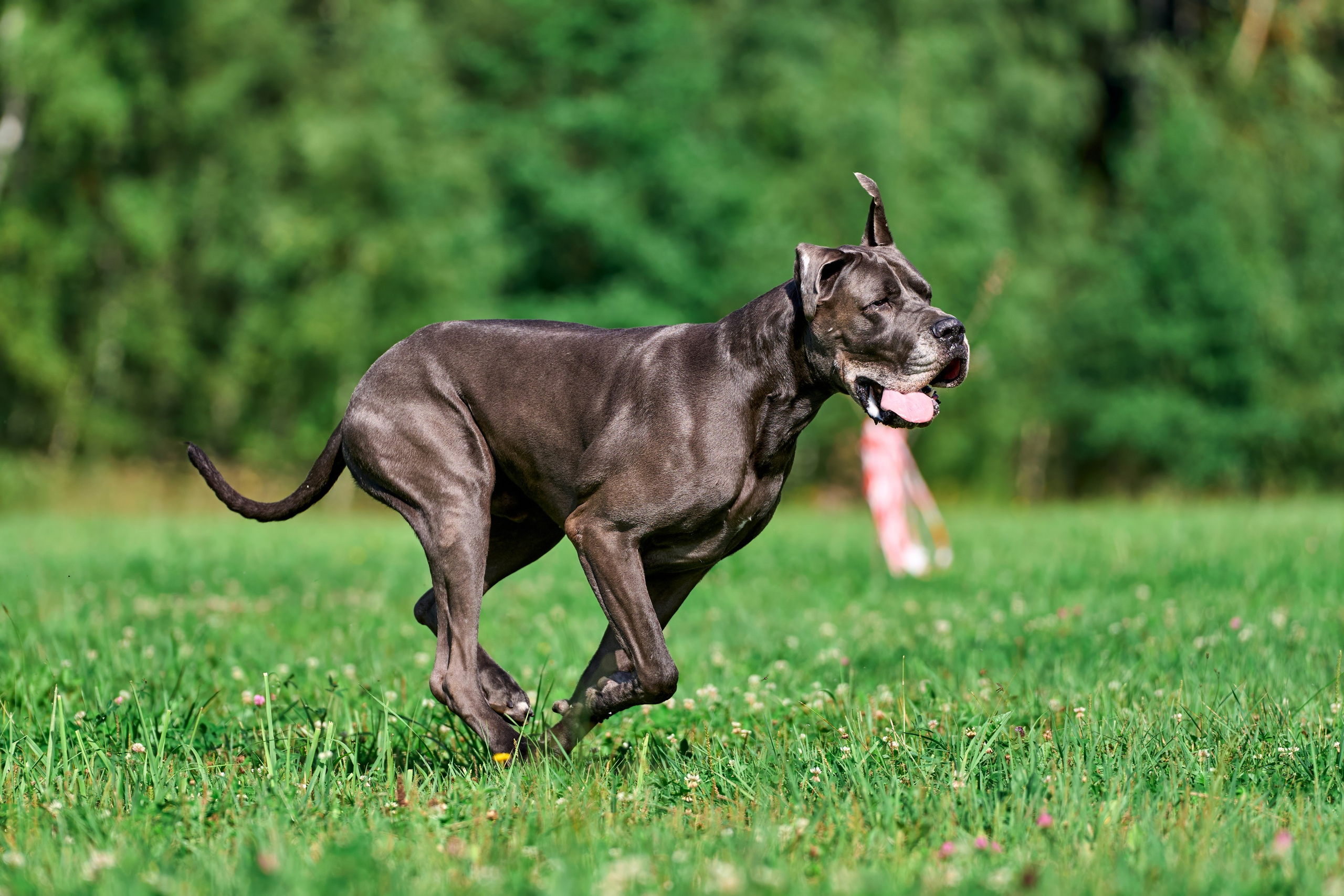 Тренировка в Донино. Фотограф-анималист Михаил Манухин