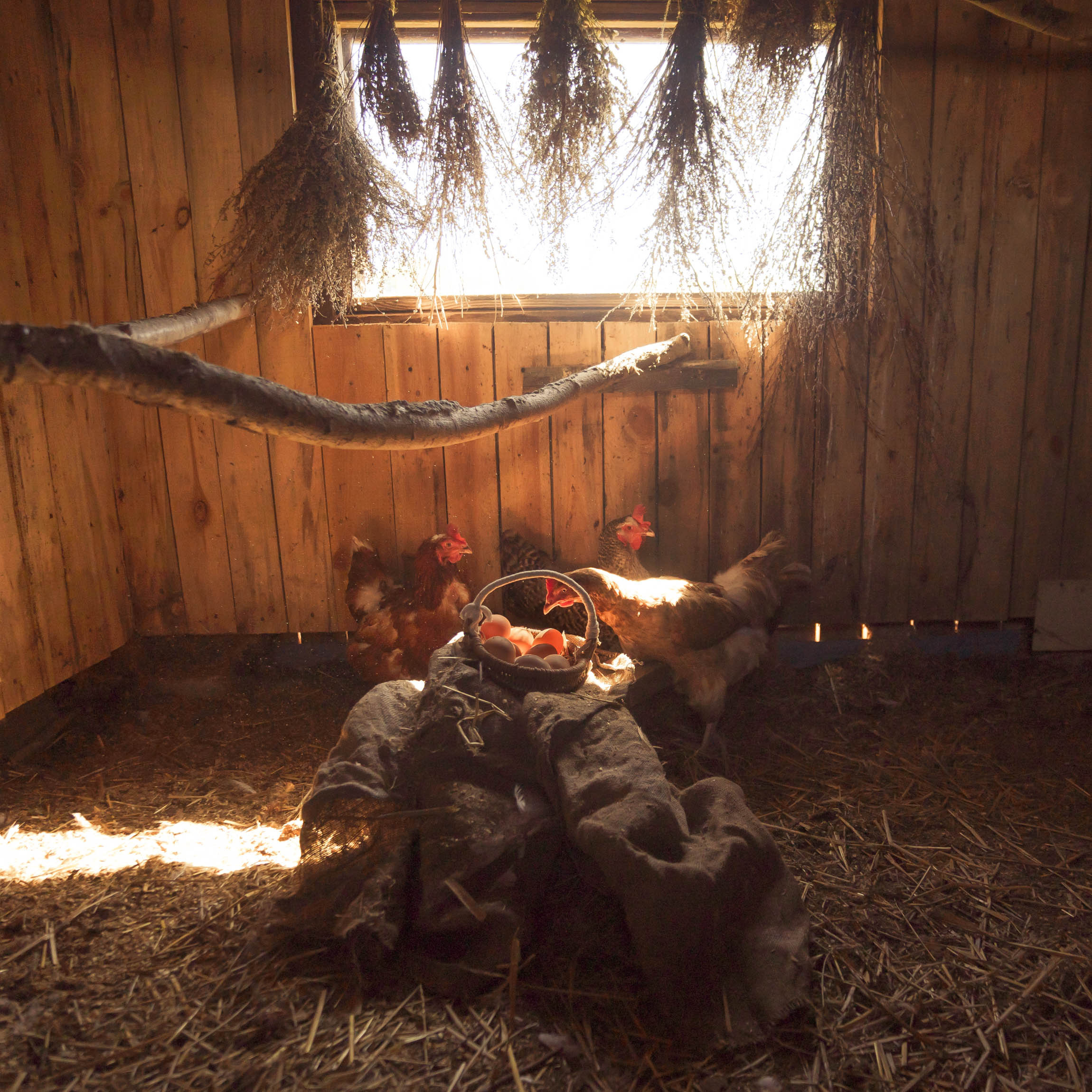 Что было раньше: курица или яйцо?