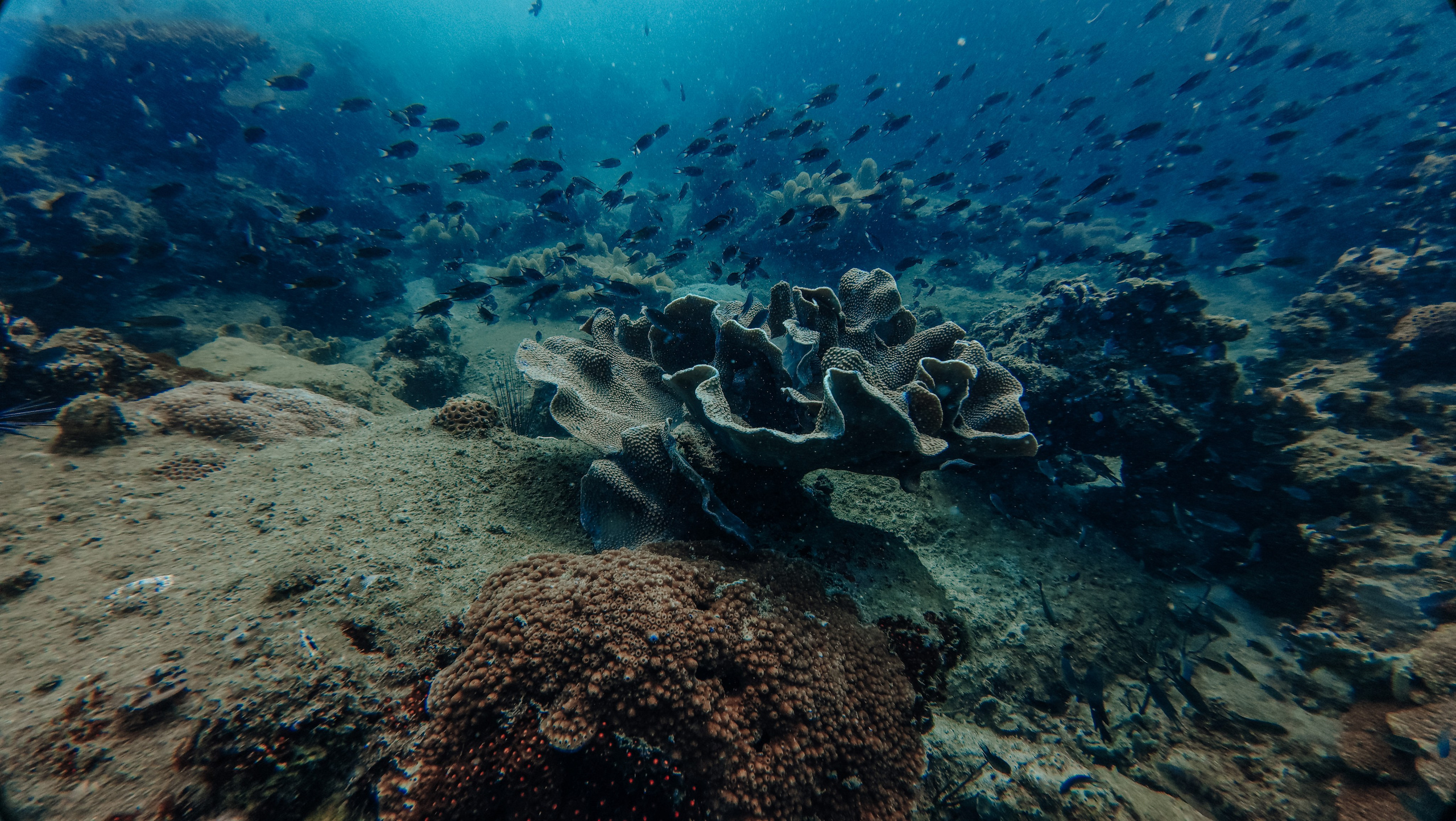 Для тех кто не боится сделать первый шаг. Дайвинг во Вьетнаме