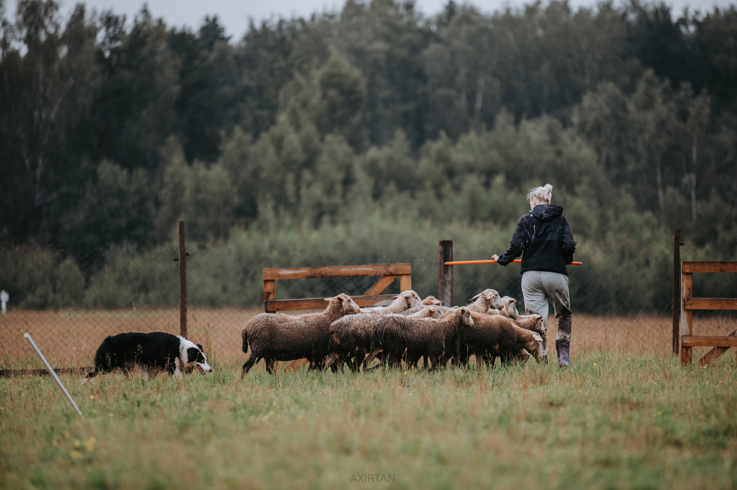 Гелий. BLGKV питомник собак