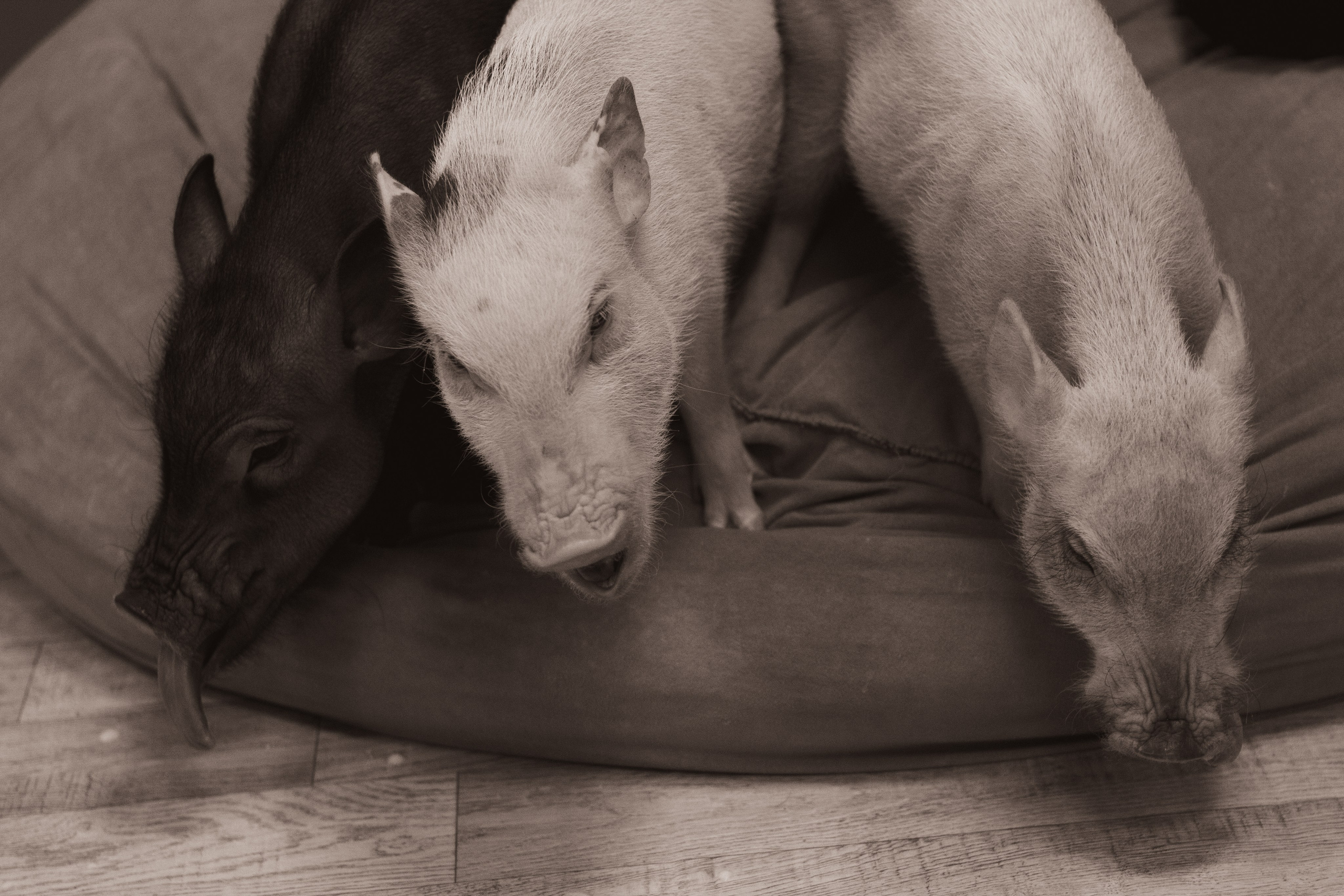 Хрюшки хрюшечные. Фотограф Москва, портрет, стрит, репортаж. Художественная фотосессия