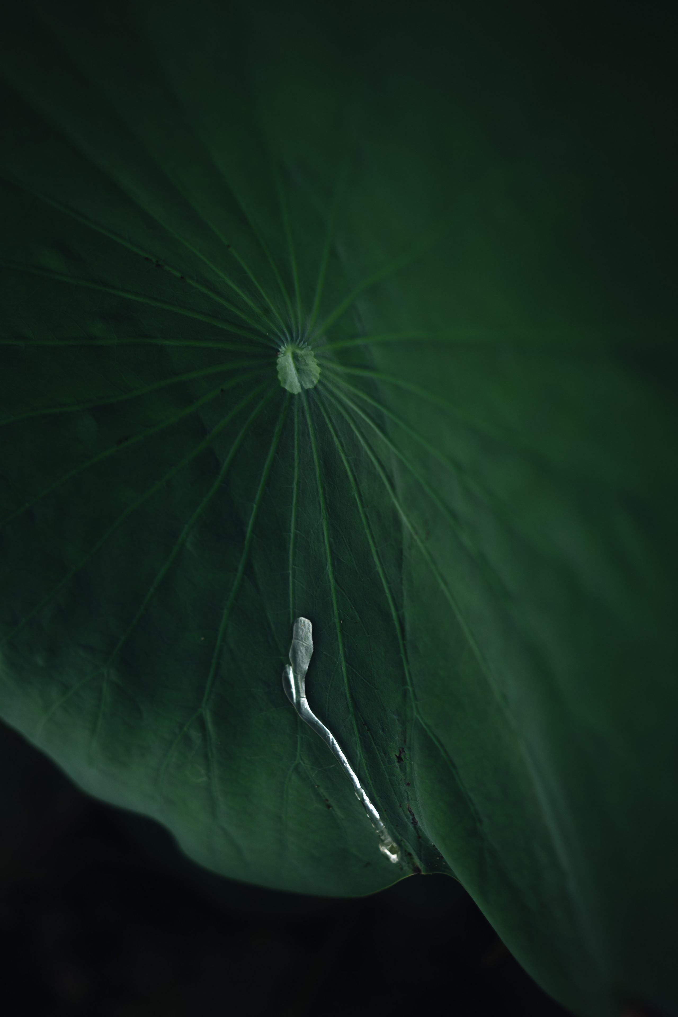 Свадебный фотограф Решетников Дмитрий