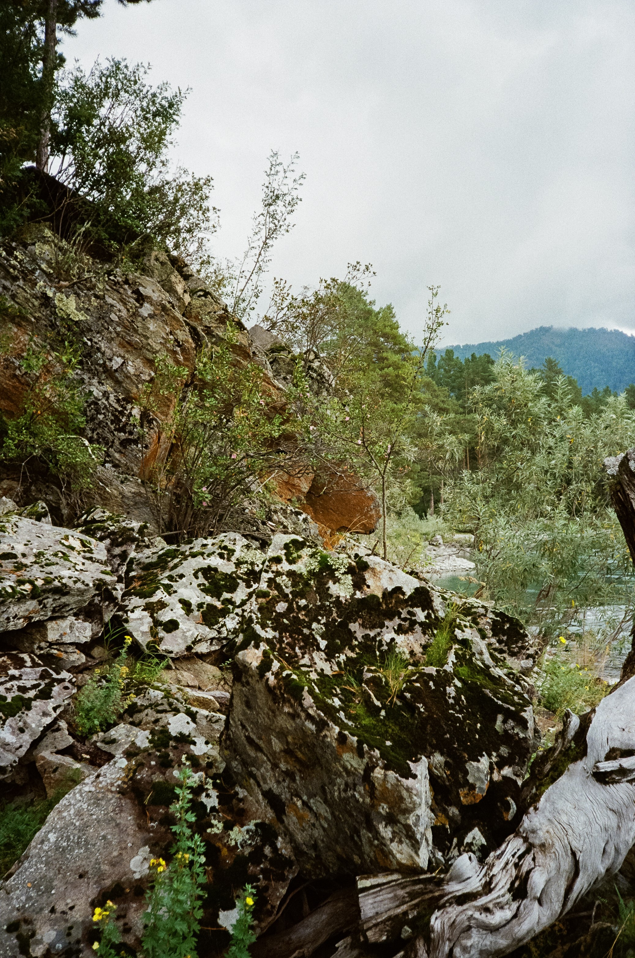Катунь и сосны на базе Беррель. Ботанический сад. Фотограф-документалист Мария Осокина