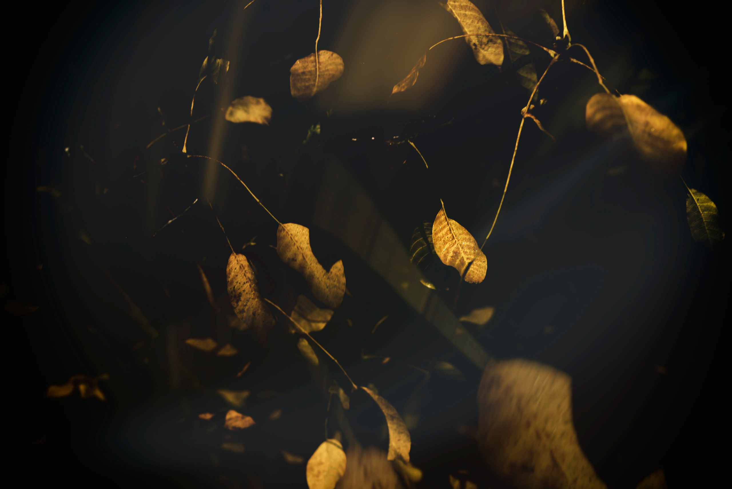 картина, фотокартина, картина в Гомеле, painting, canvas