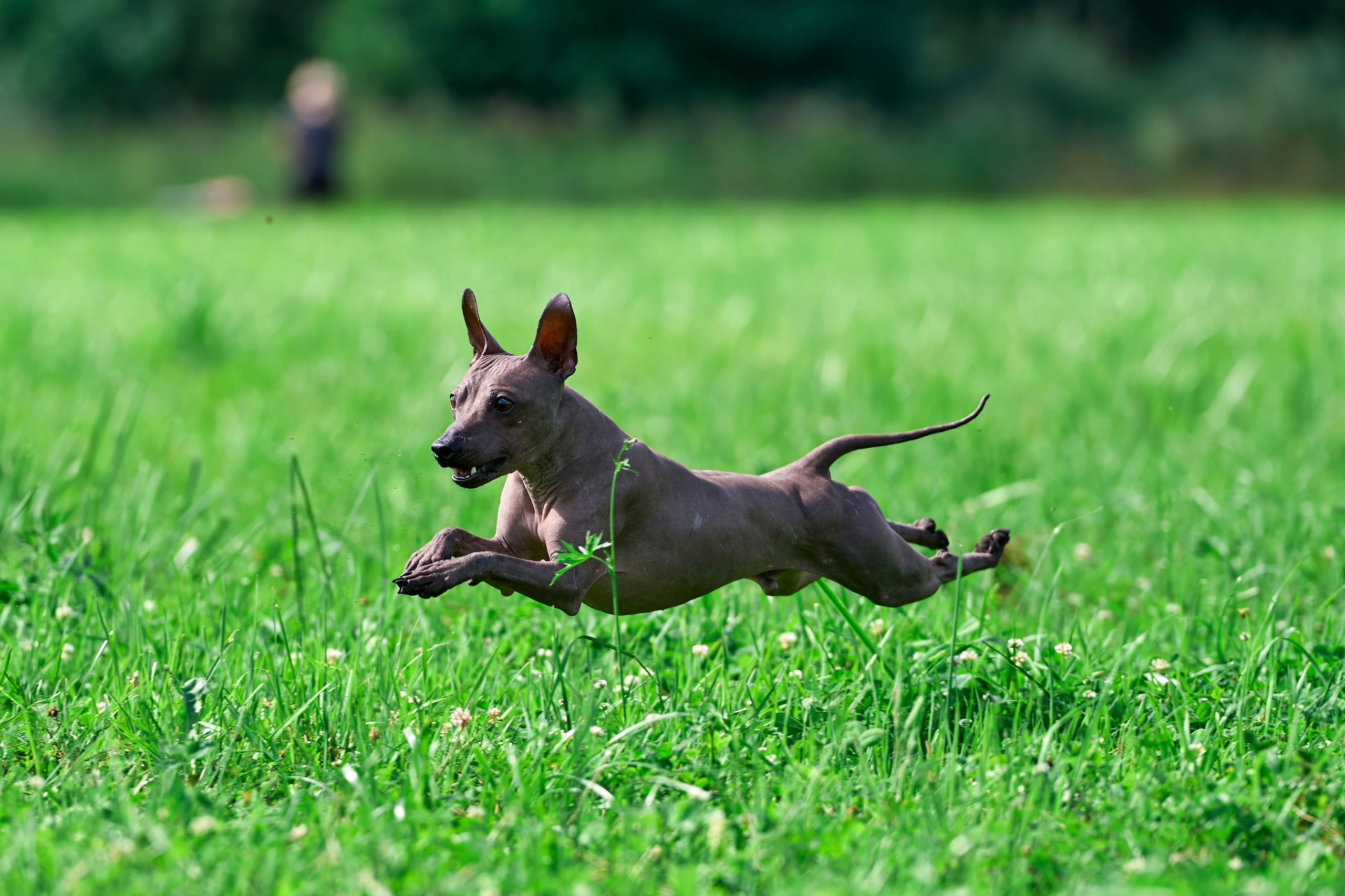 Тренировка в Донино. Фотограф-анималист Михаил Манухин