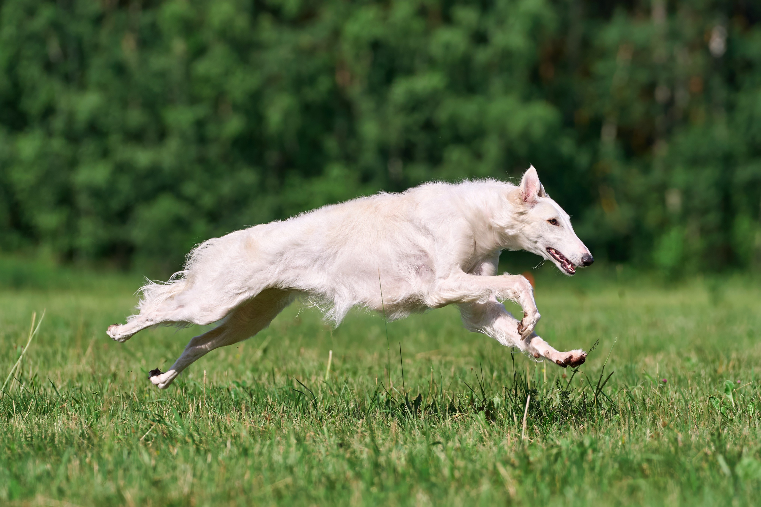 Тренировка по курсингу в Донино. Фотограф-анималист Михаил Манухин