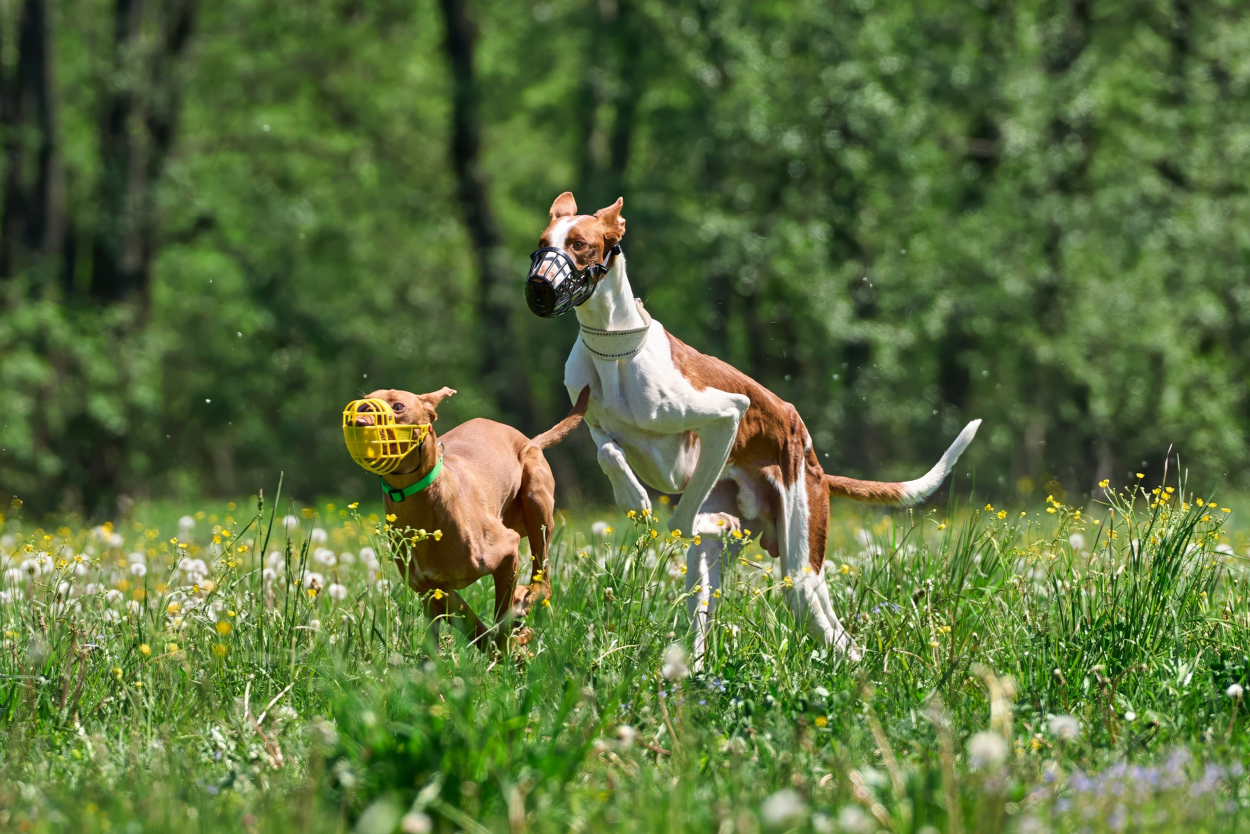 Тренировка по курсингу Донино. Фотограф-анималист Михаил Манухин