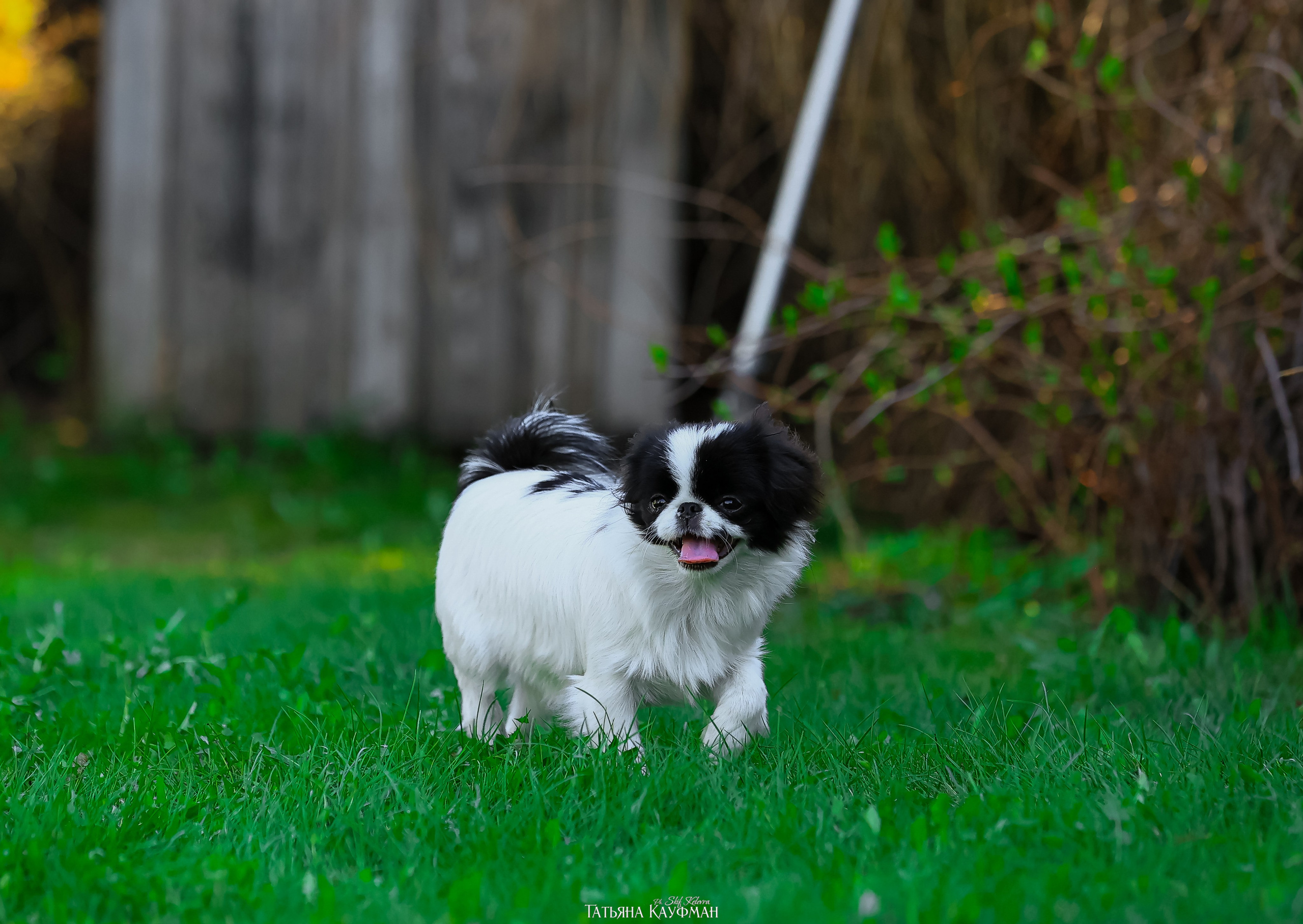 Японский хин, фотография японский хин, собака в цветах, красивая собака, фотограф анималист, фотокурс Анималистика, научиться фотографировать собак, фотограф Новосибирск