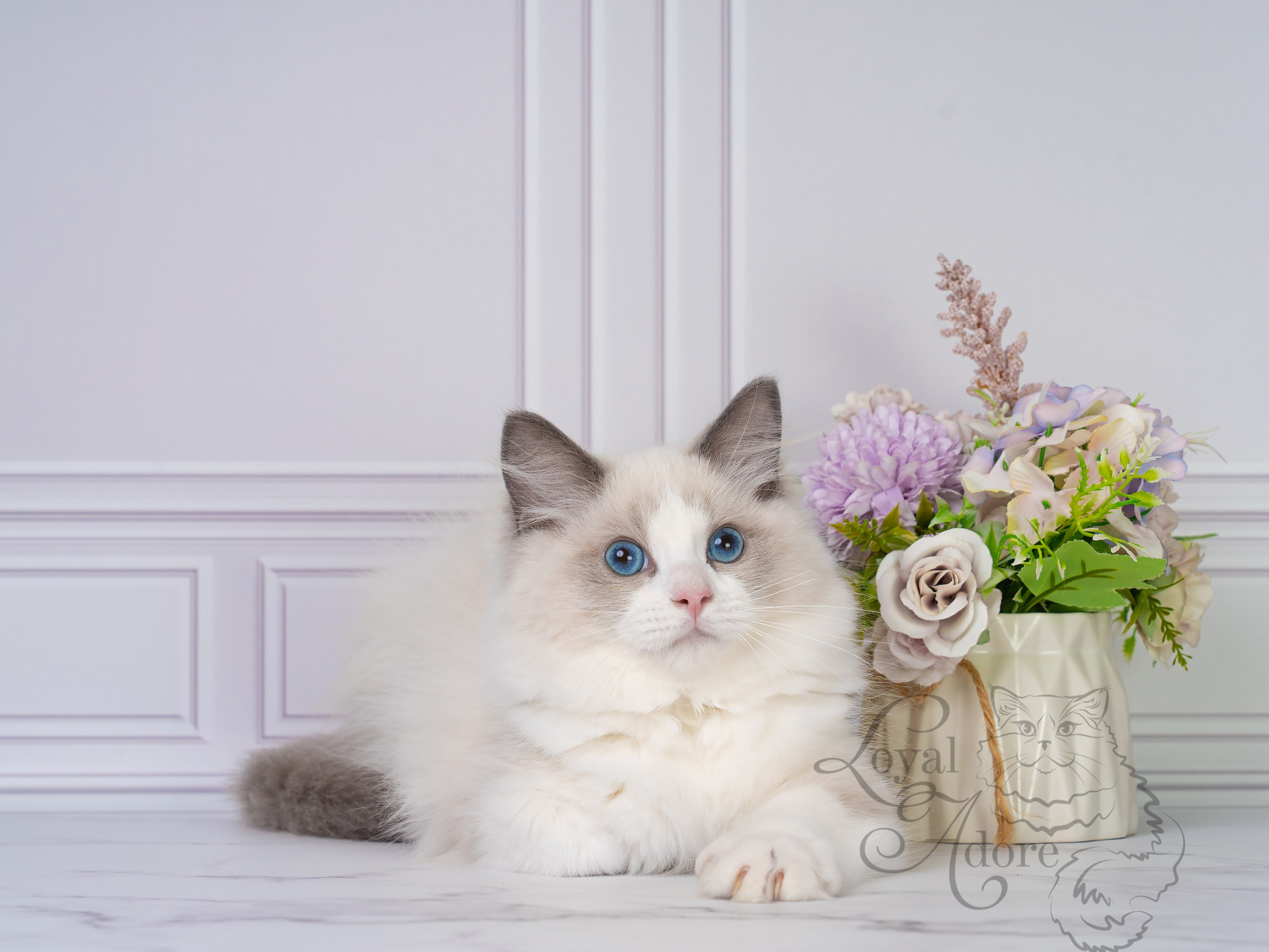 Все свободные котята. Питомник рэгдолл Loyal Adore