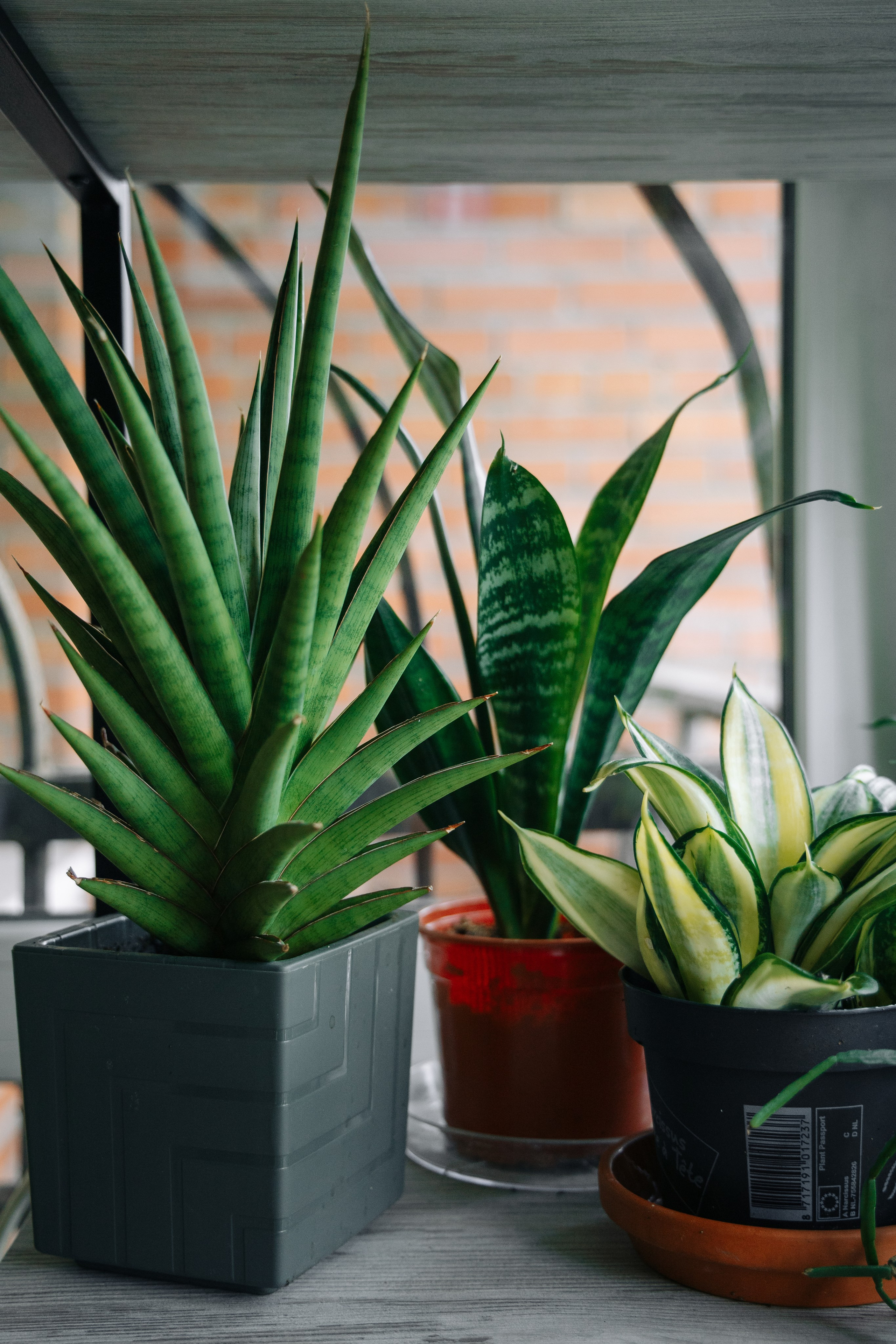 ОЗЕЛЕНЕНИЕ СРЕДЫ. Студия цветов в Санкт-Петербурге Ирины Гуриной