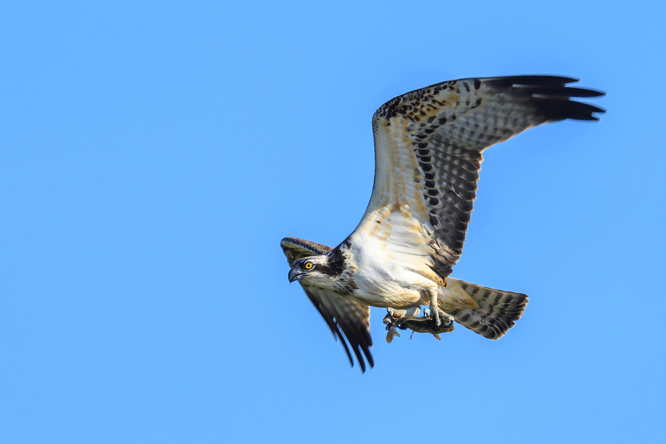 Скопа и канюк. The Osprey and the Buzzard. Фотограф Сергей Пупонин