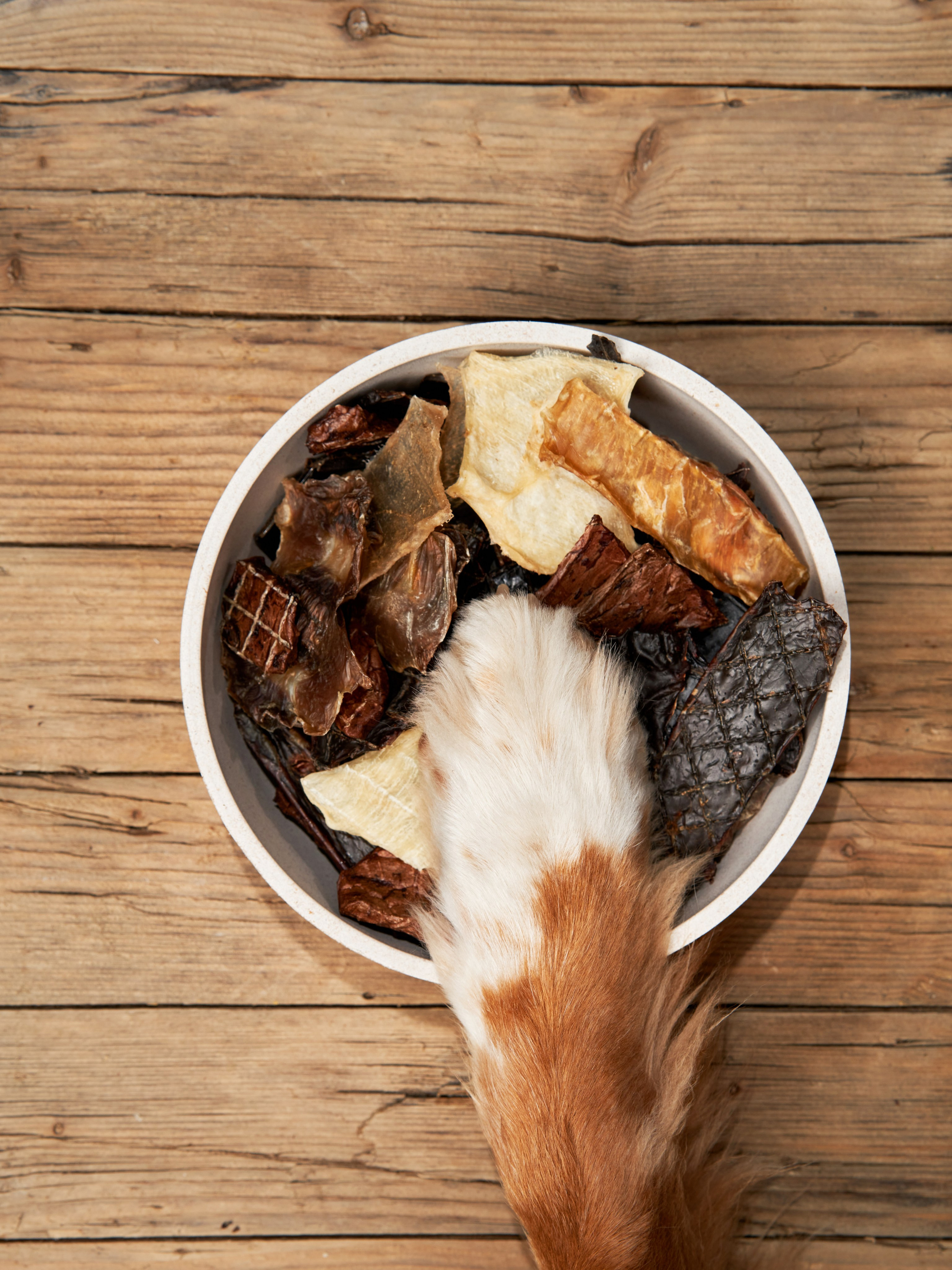 Pet Advertising Photography | Commercial Shoots with Dogs & Cats. Dog photographer Averianova Anna — Art photography of dogs