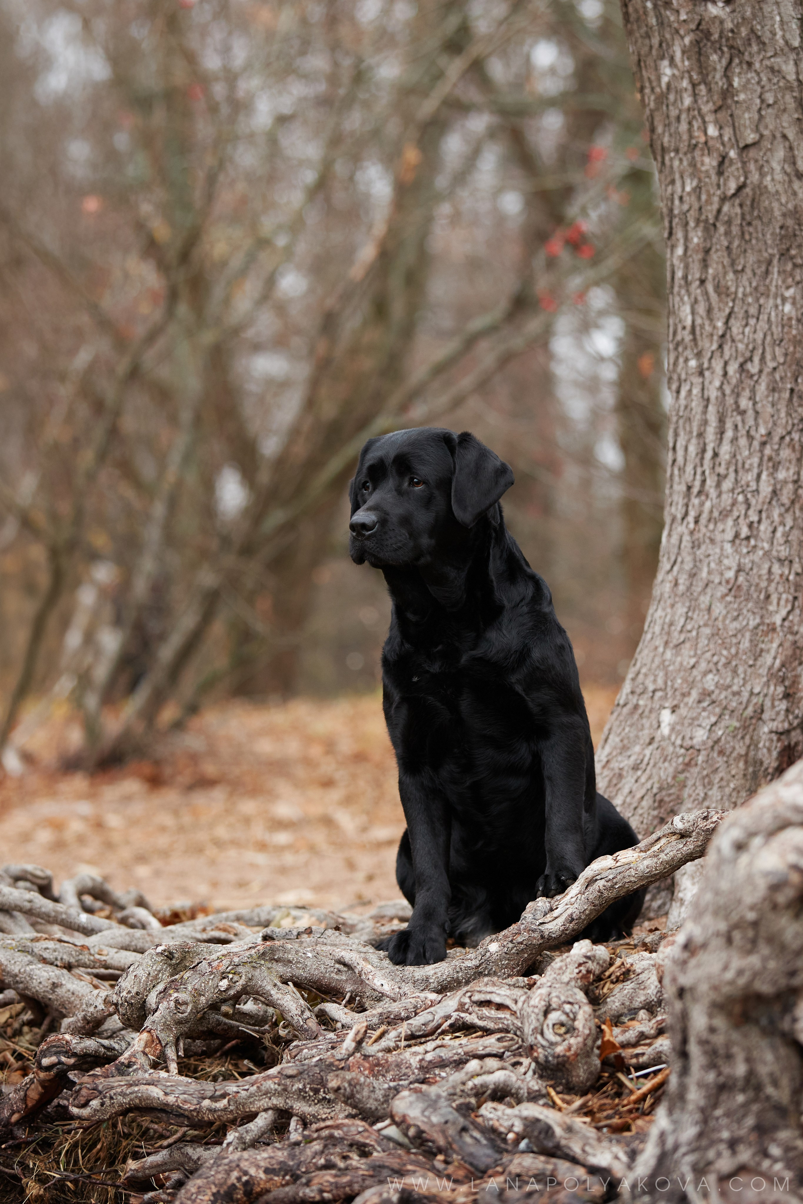 ВЫЕЗДНЫЕ ФОТОСЕССИИ СОБАК. ФОТОГРАФ-АНИМАЛИСТ l LANA POLYAKOVA