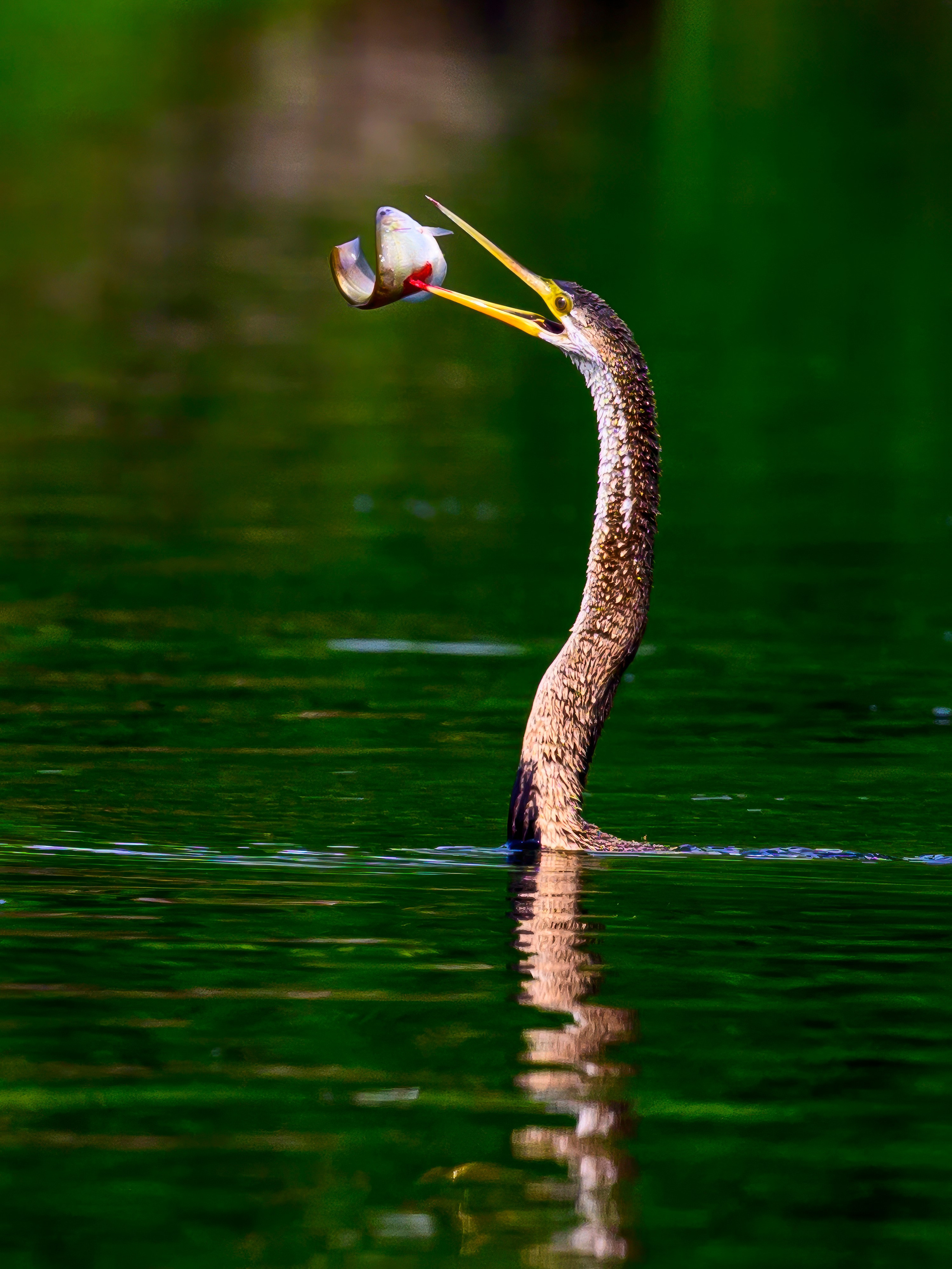 Darters. Wildlife photography by Sergey Puponin