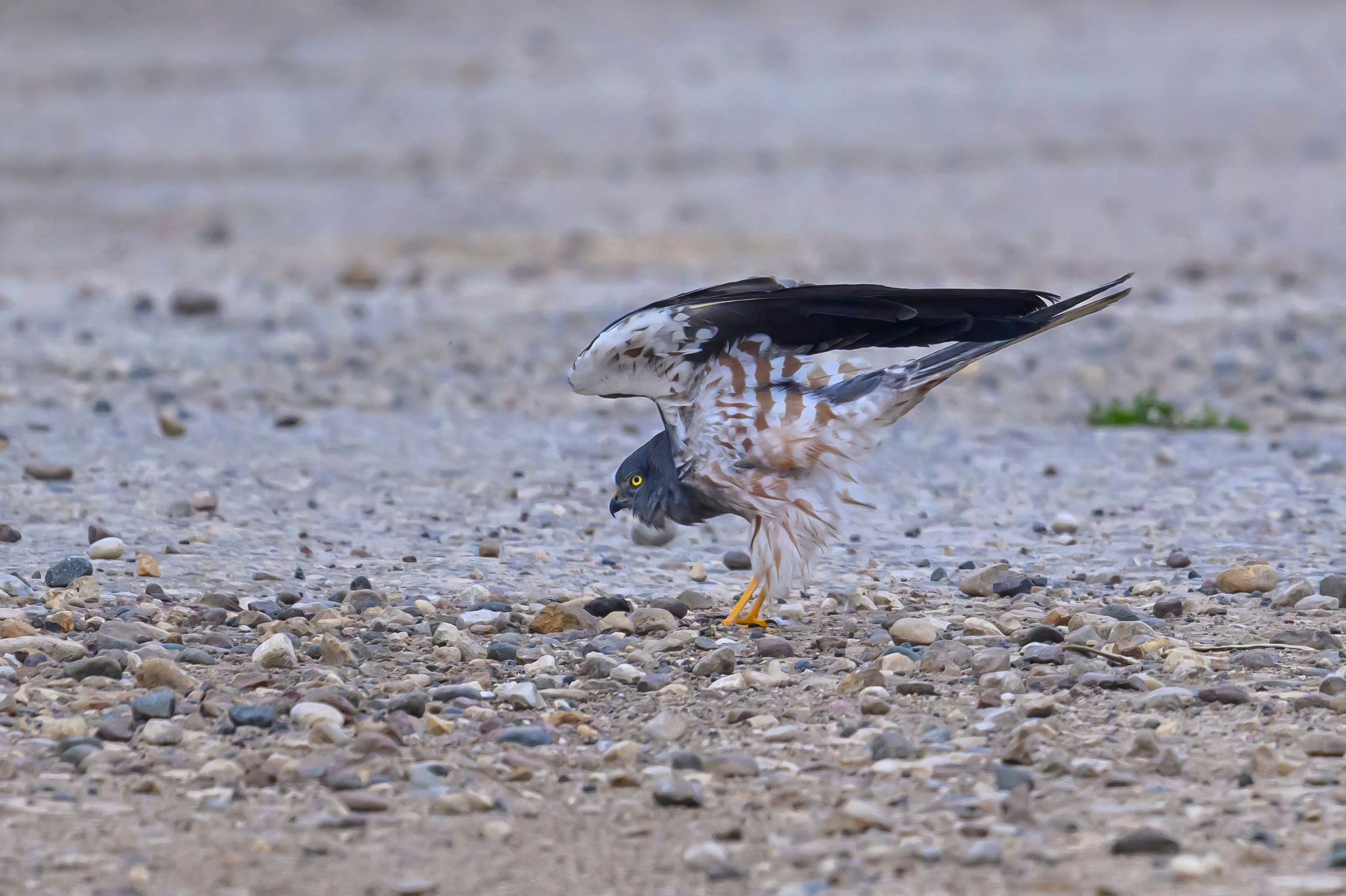 Луни и цапли | Harriers and Herons. Wildlife photography by Sergey Puponin