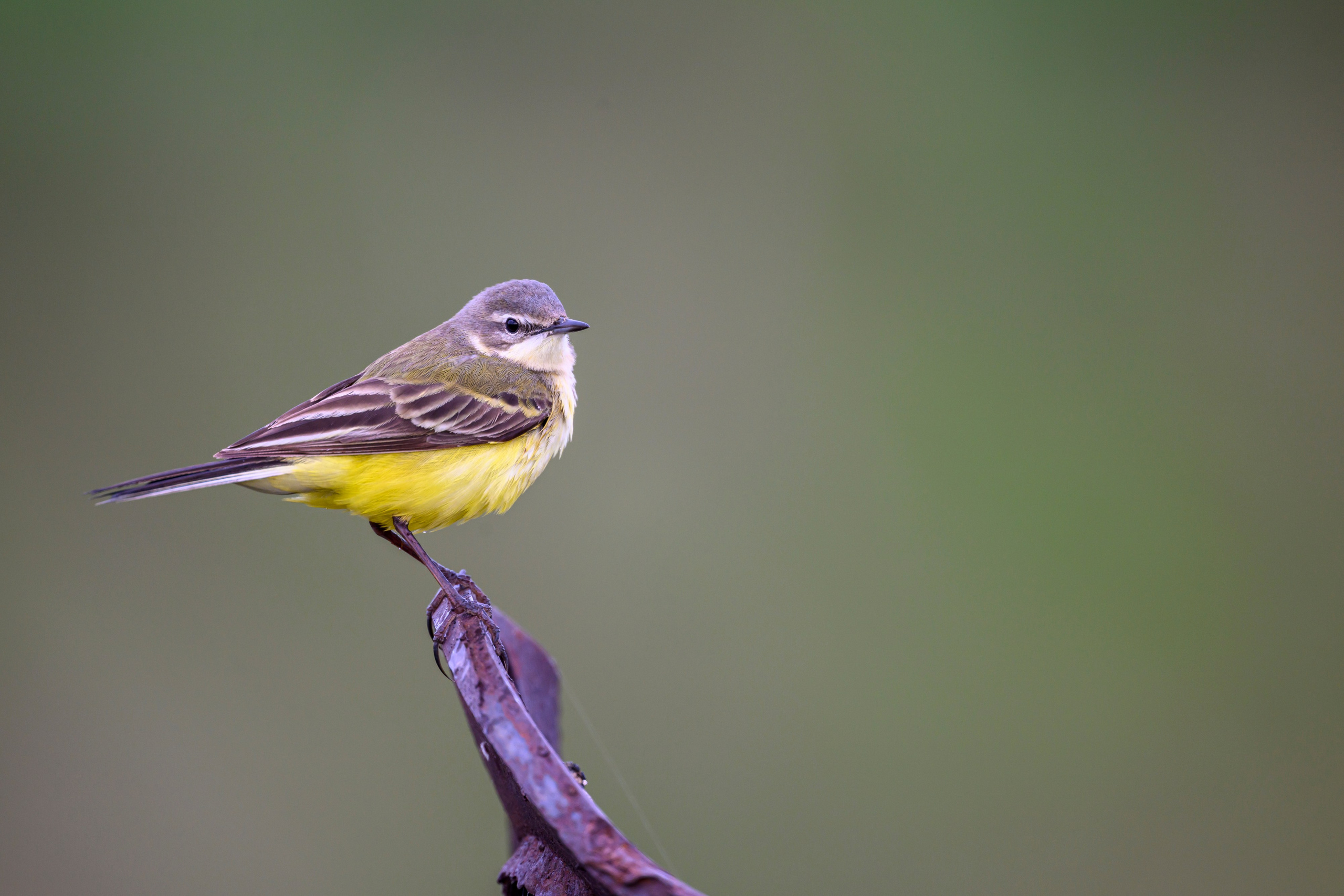 Чекан, гнезда пустельги и чибиса. Фотограф Сергей Пупонин