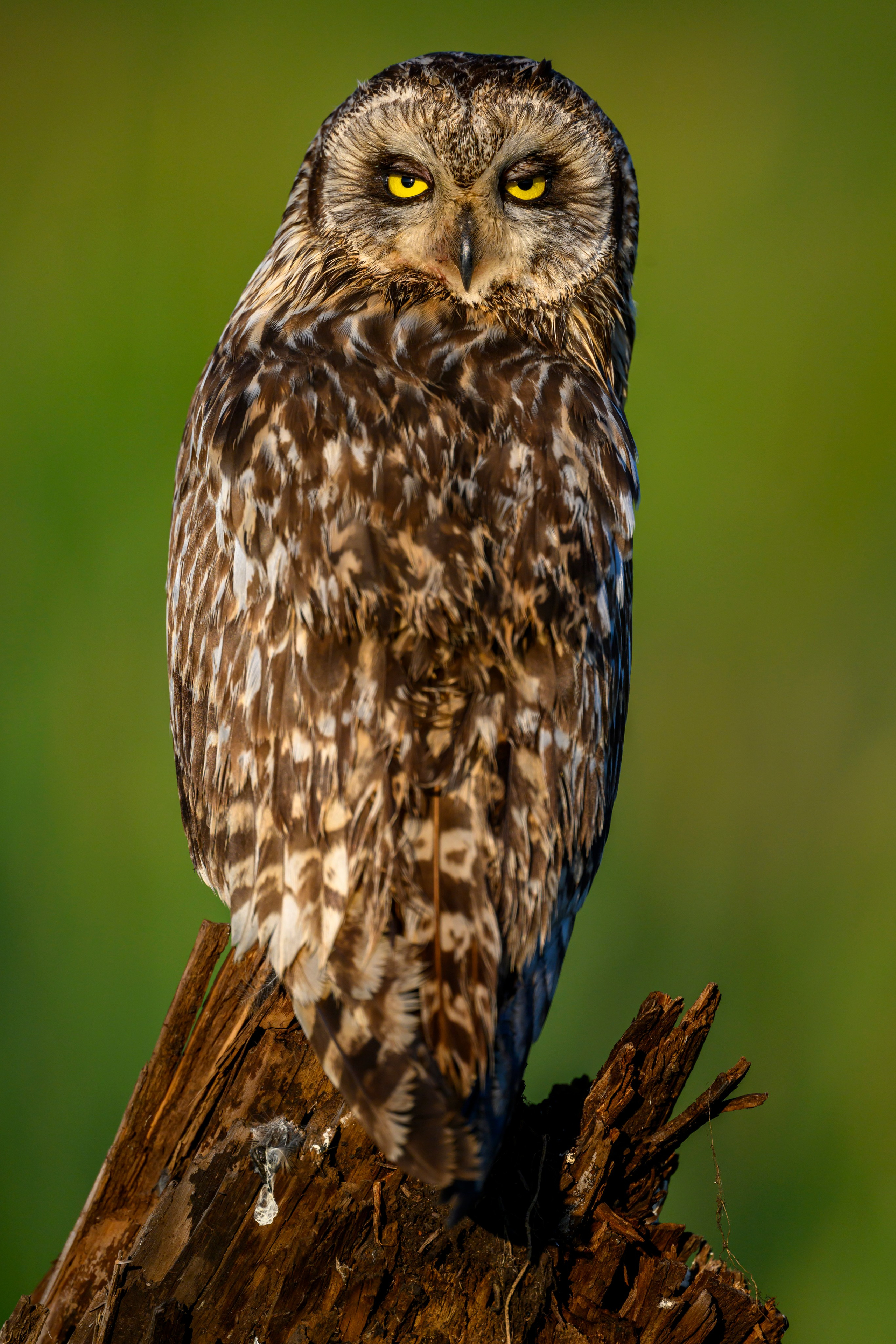 Портреты совы. Owl Portraits. Wildlife photography by Sergey Puponin