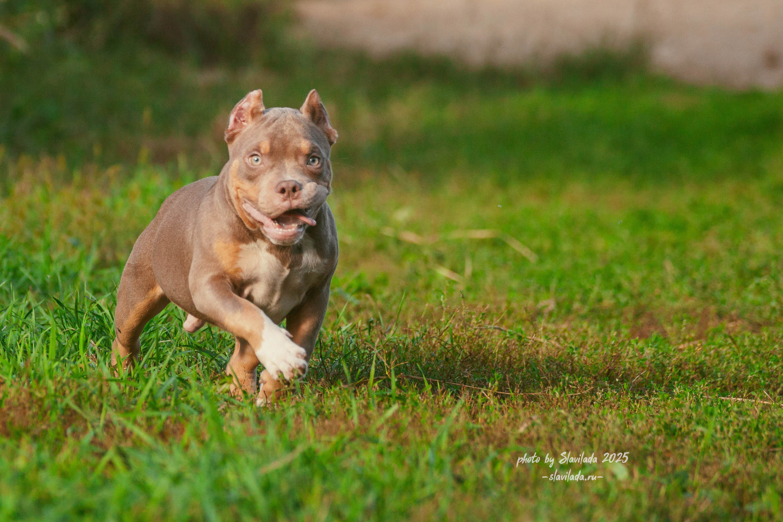 Американский булли. Slavilada-Лапки. Свет. Любовь… Профессиональная фотосессия питомцев Для памяти, пристройства и продажи. Хабаровск