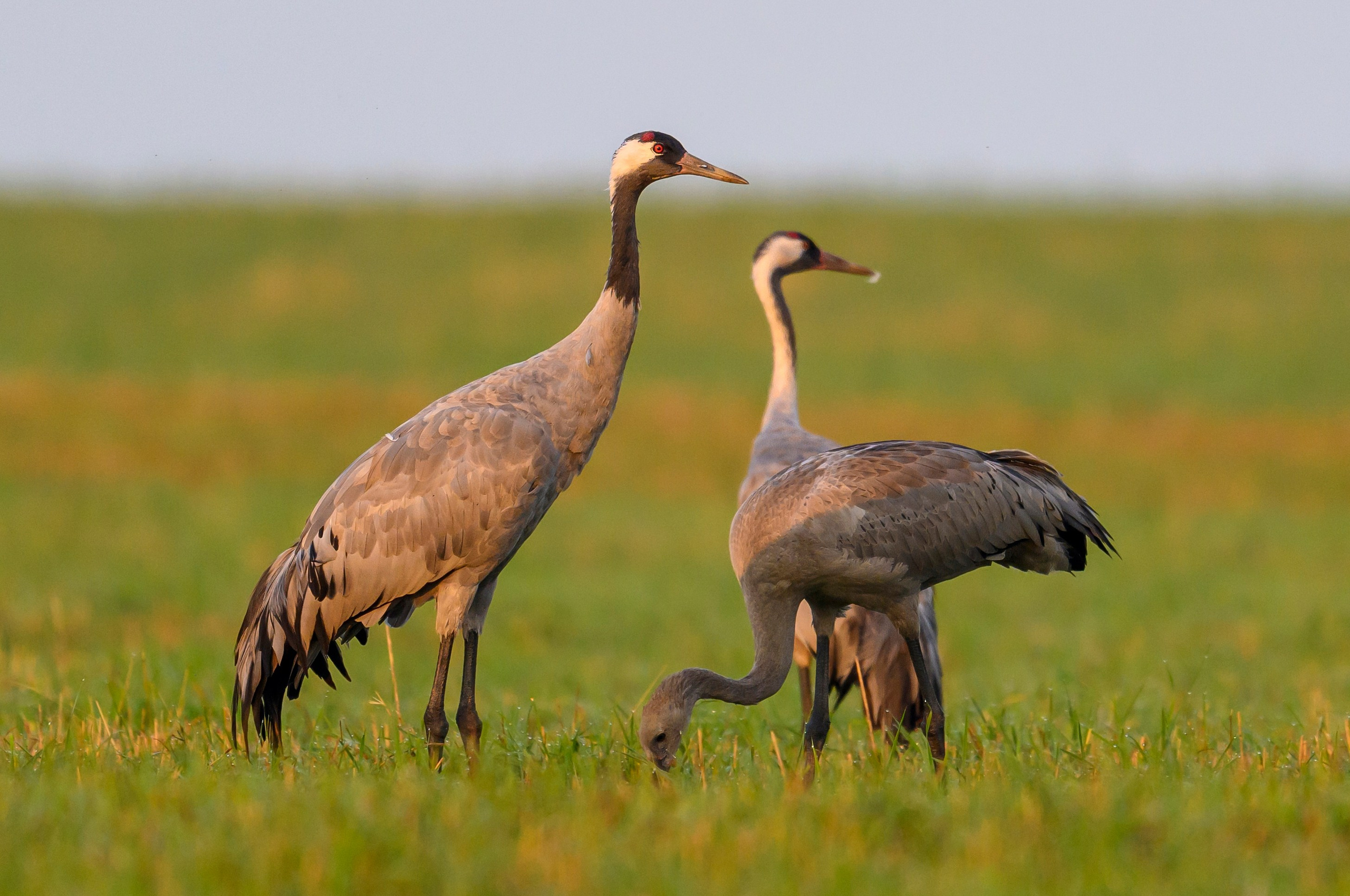 Журавли. Фотограф Сергей Пупонин