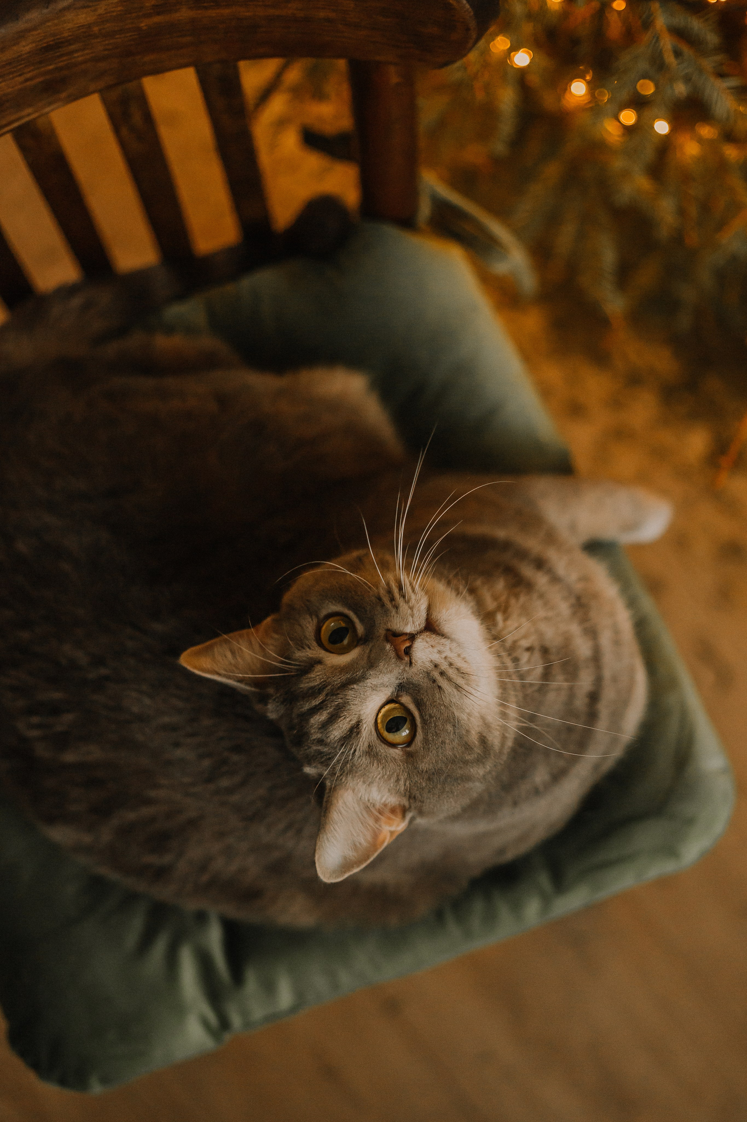 Animal. Фотограф Краснодар Марго Хелбен