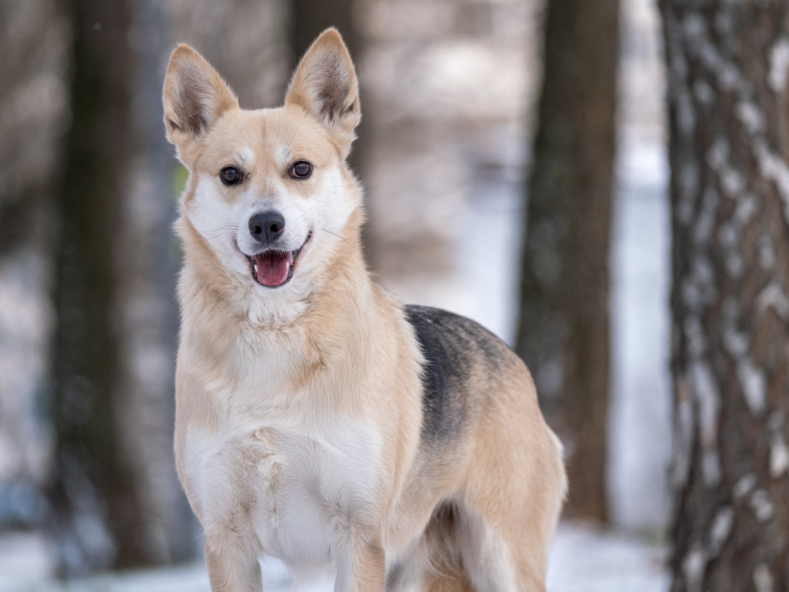 Съемки для пристройства!. Зоофотограф, фотограф животных в Москве и области Дина Дамоцева
