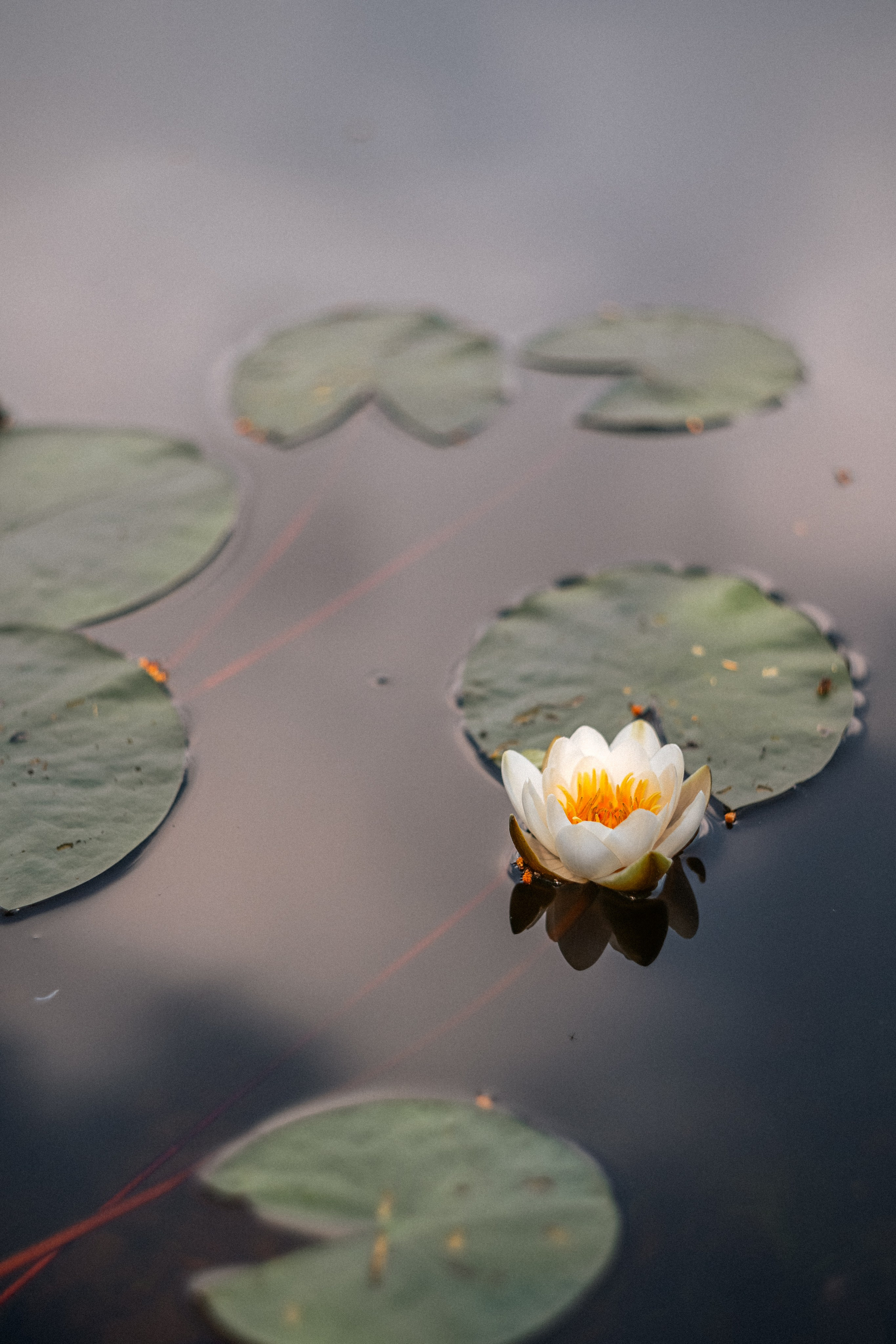 «Голливудская» связка Sony A7 III и Гелиос 44-2. Юля Дэй • Фотограф, Санкт-Петербург