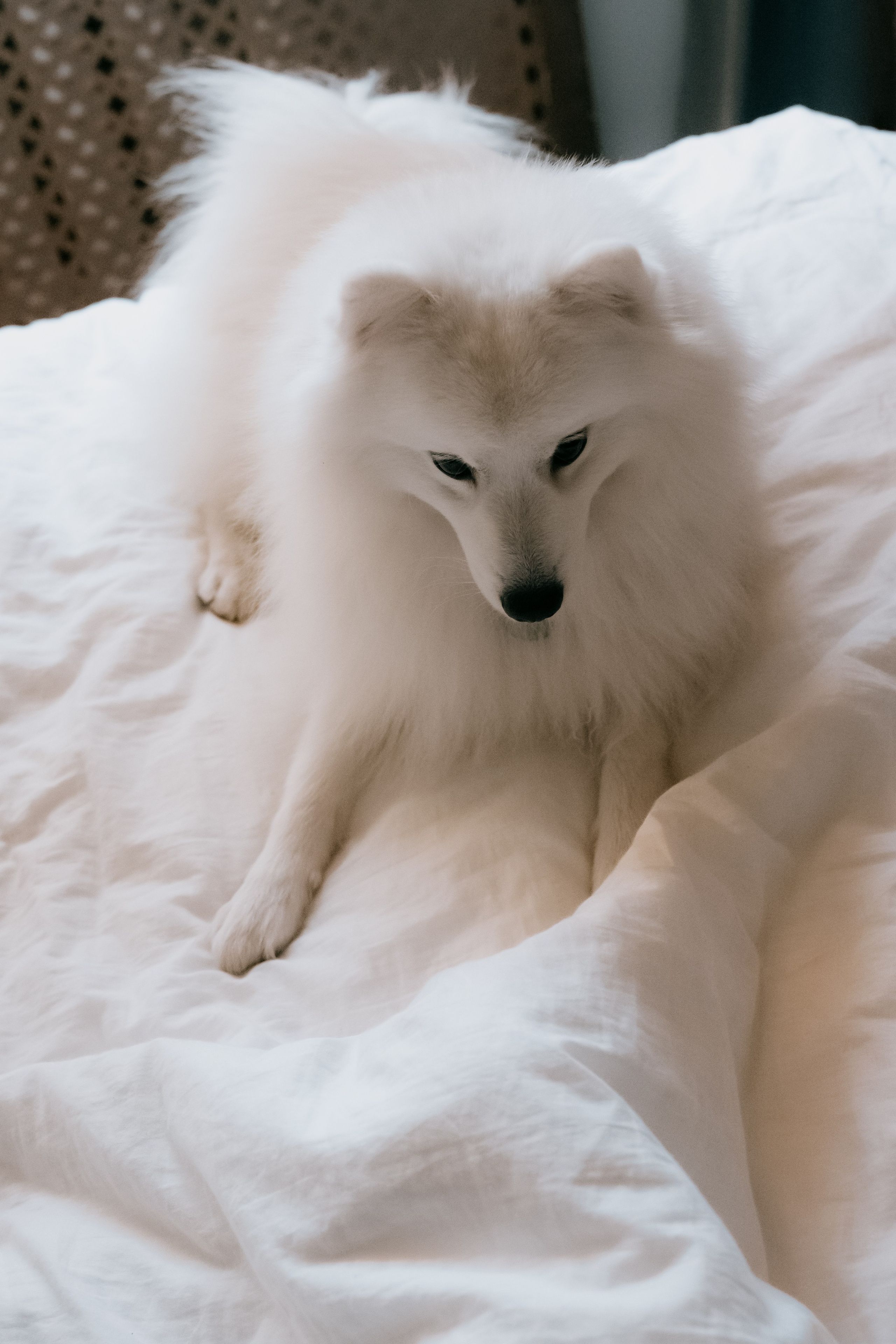 Новогодняя сказка: «Он настоящий!». Кошенкова Мария: портретный и репортажный фотограф. Санкт-Петербург