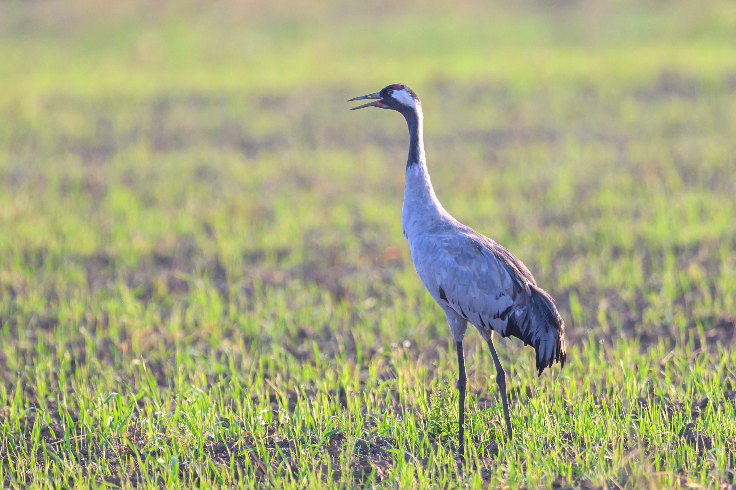 Стычка луня и осоеда, журавли. Wildlife photography by Sergey Puponin