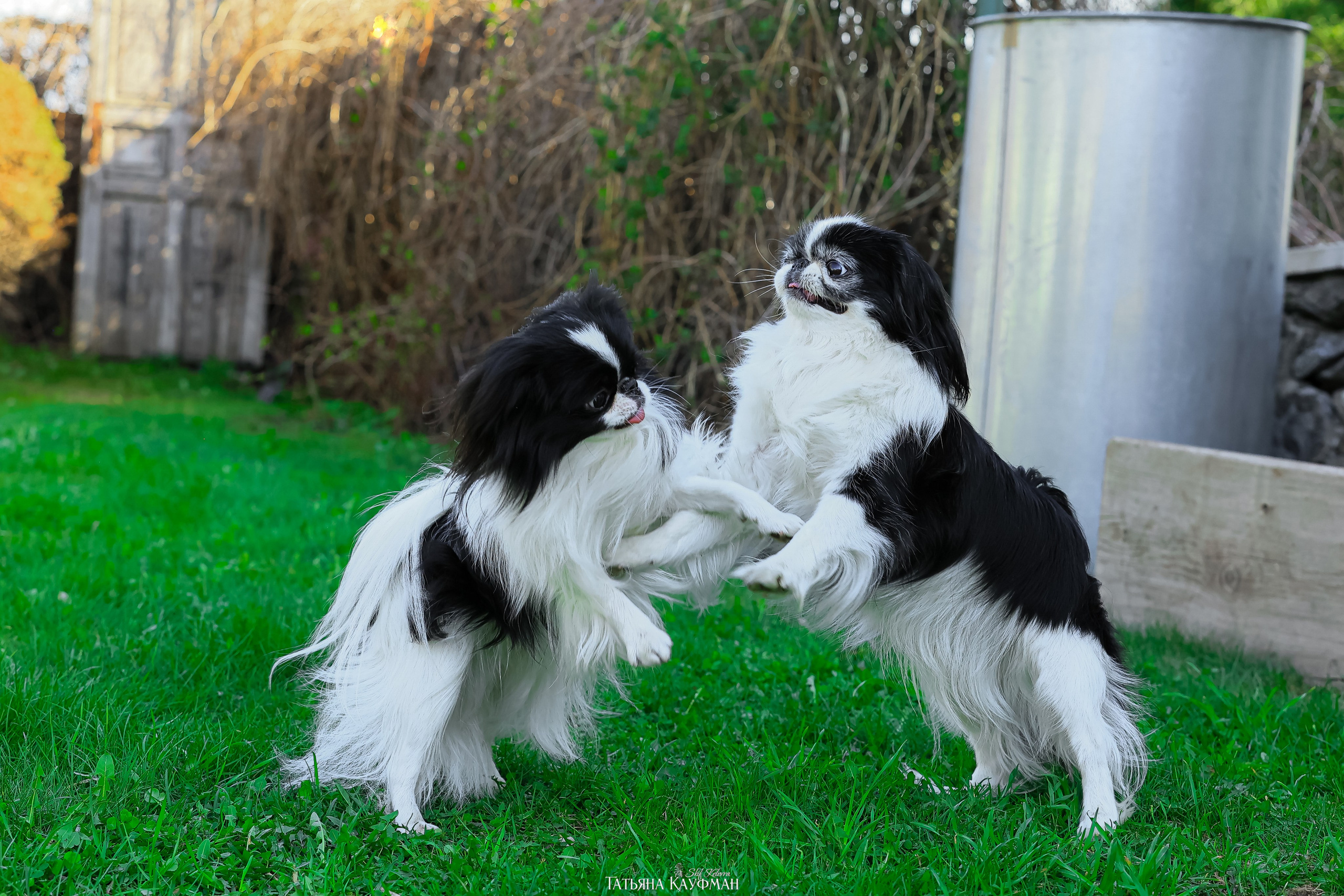Японский хин, фотография японский хин, собака в цветах, красивая собака, фотограф анималист, фотокурс Анималистика, научиться фотографировать собак, фотограф Новосибирск