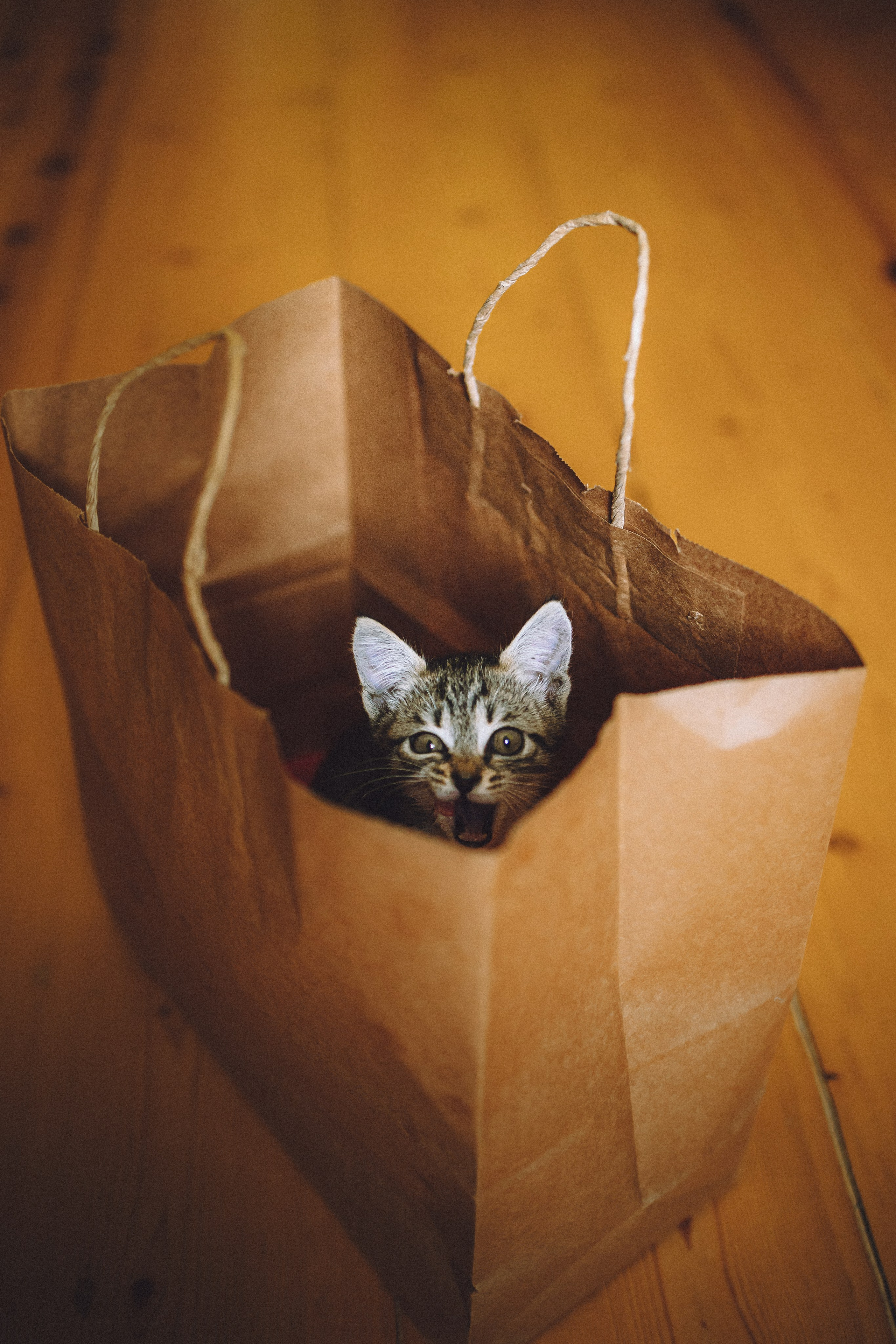 Более 30 идей для фотосессии с котенком