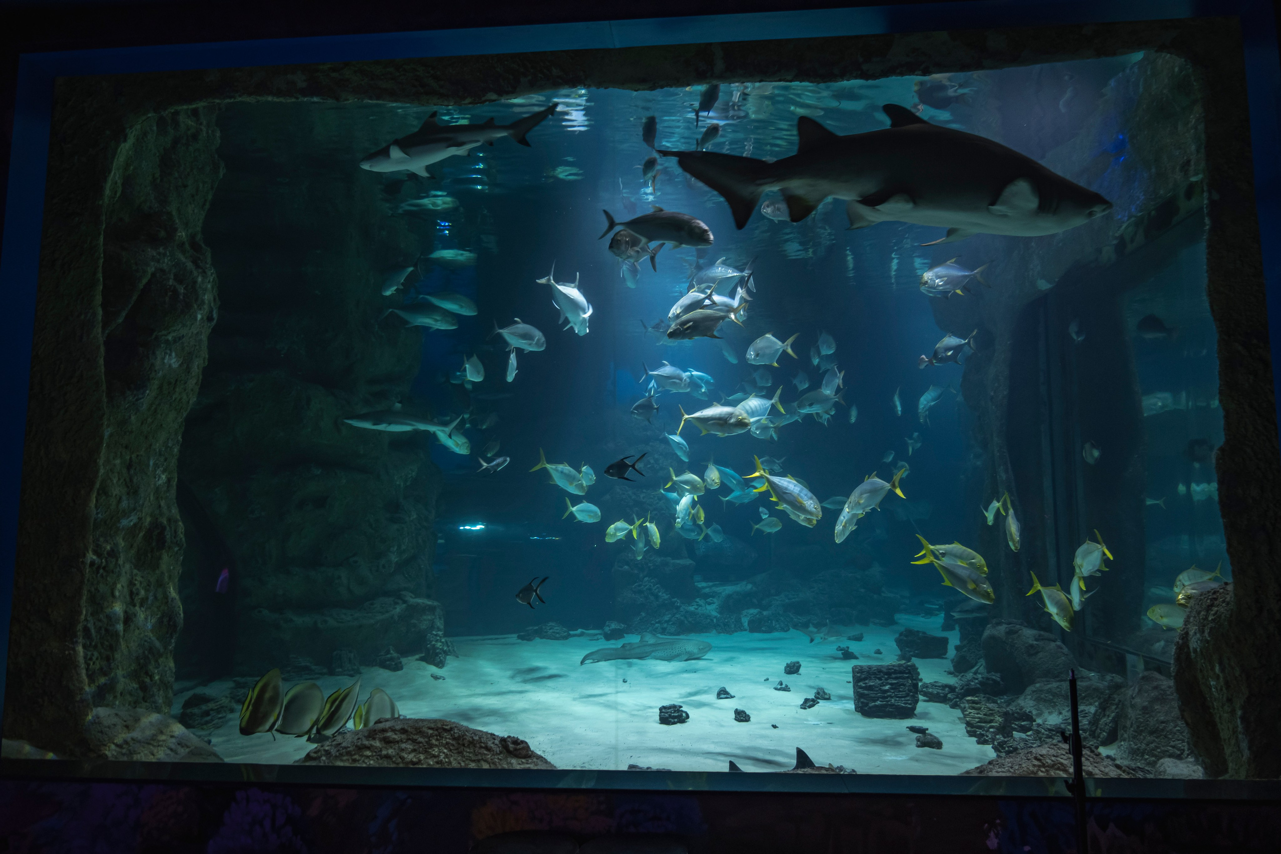 Москвариум. Фотограф Роман Адлер