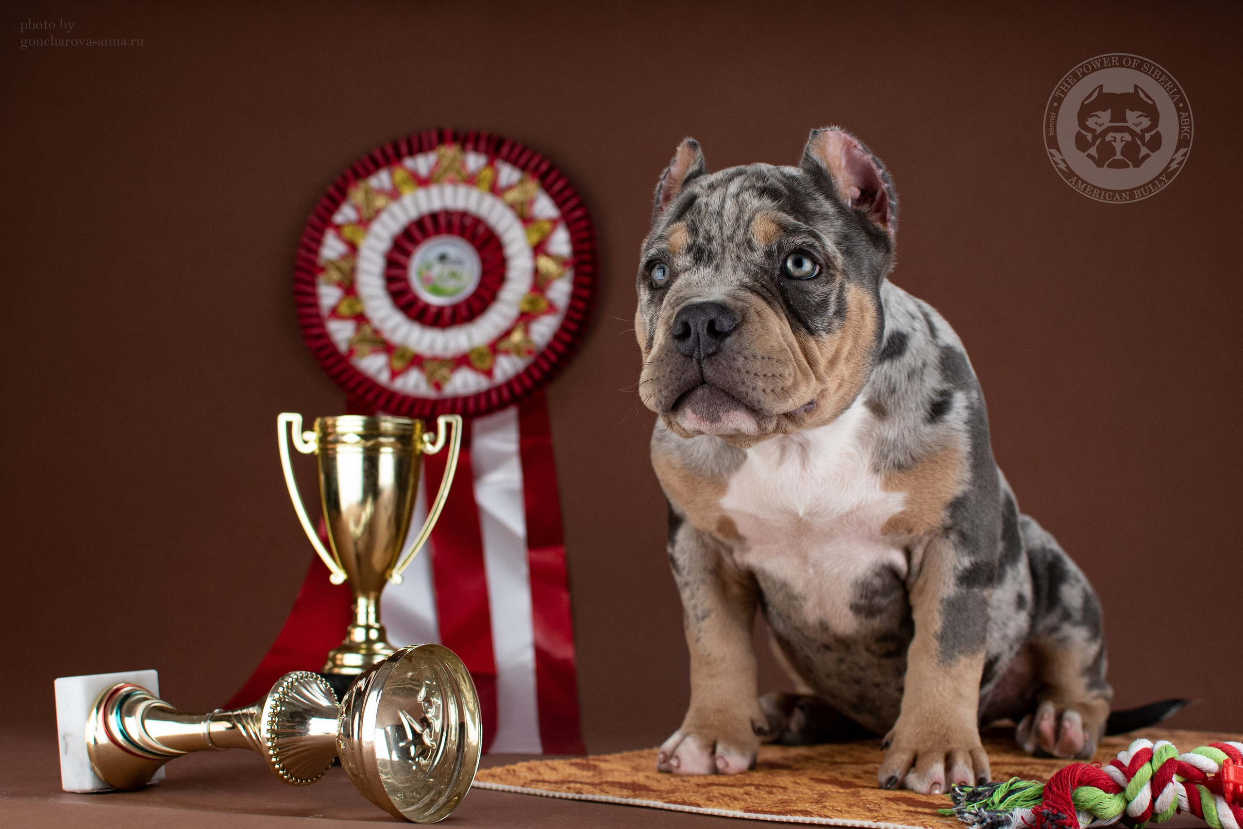 Купить щенка в официальном питомнике American Bully в Санкт-Петербурге