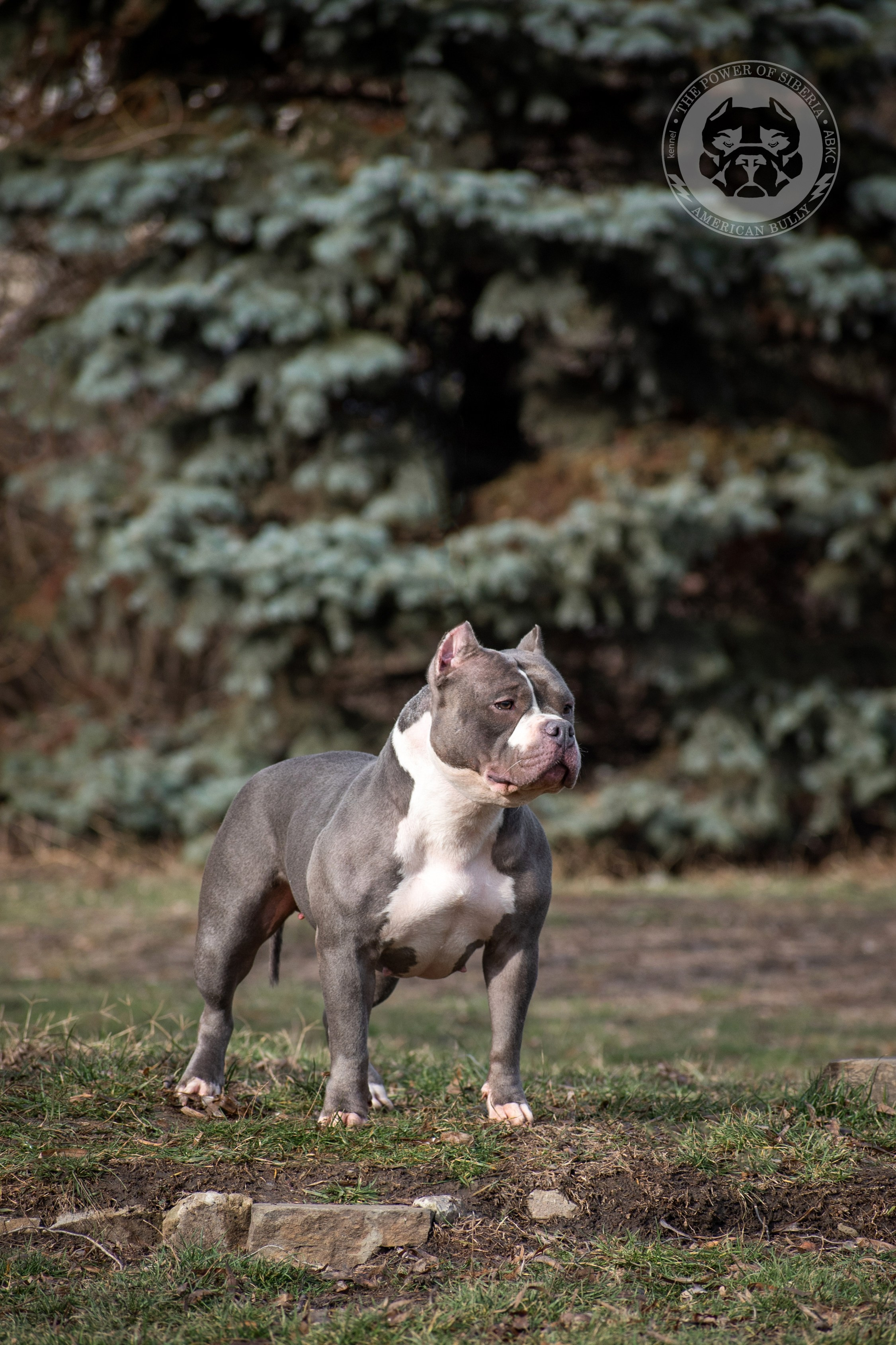 купить американского булли классик в Ростове-на-Дону