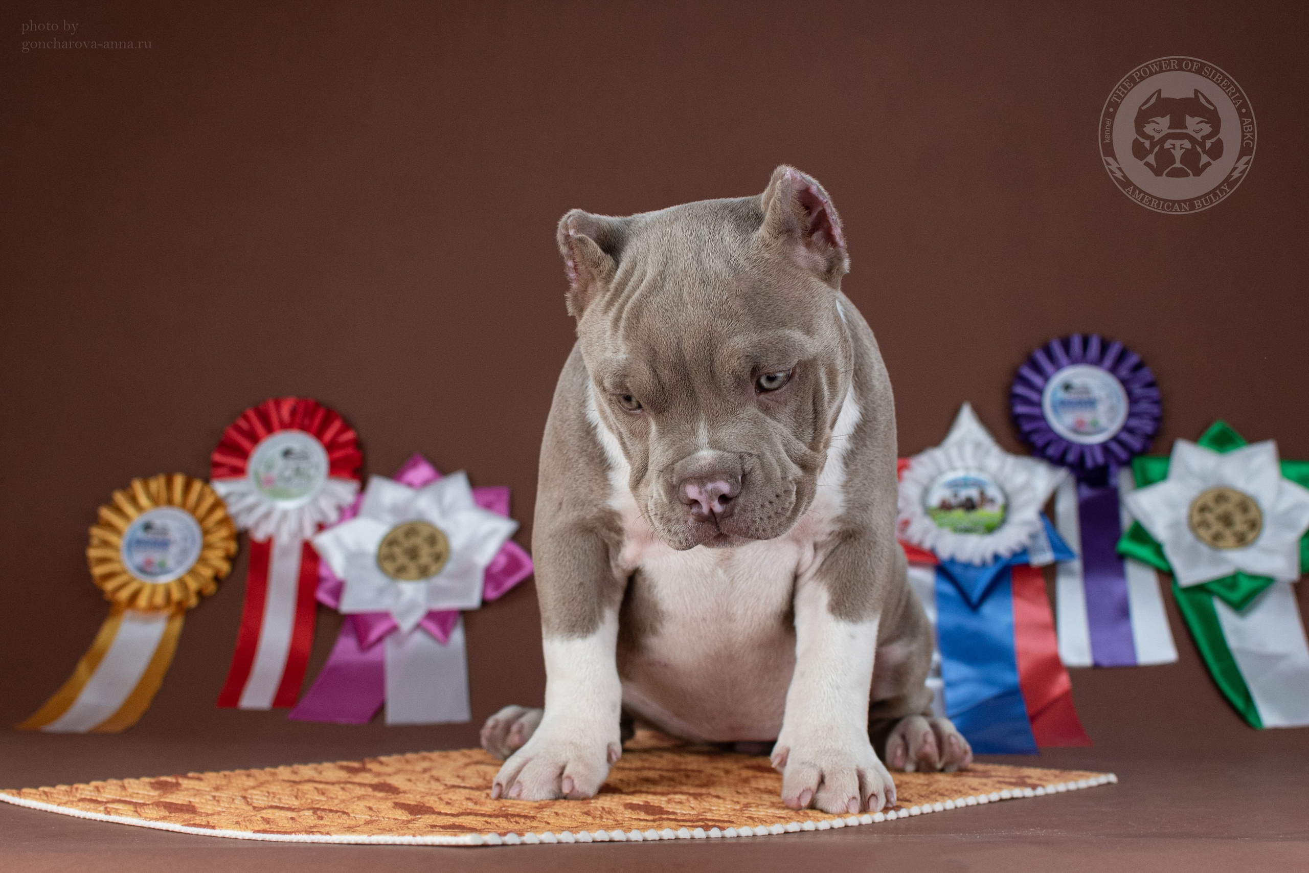 Кобель на вязку American Bully в Москве