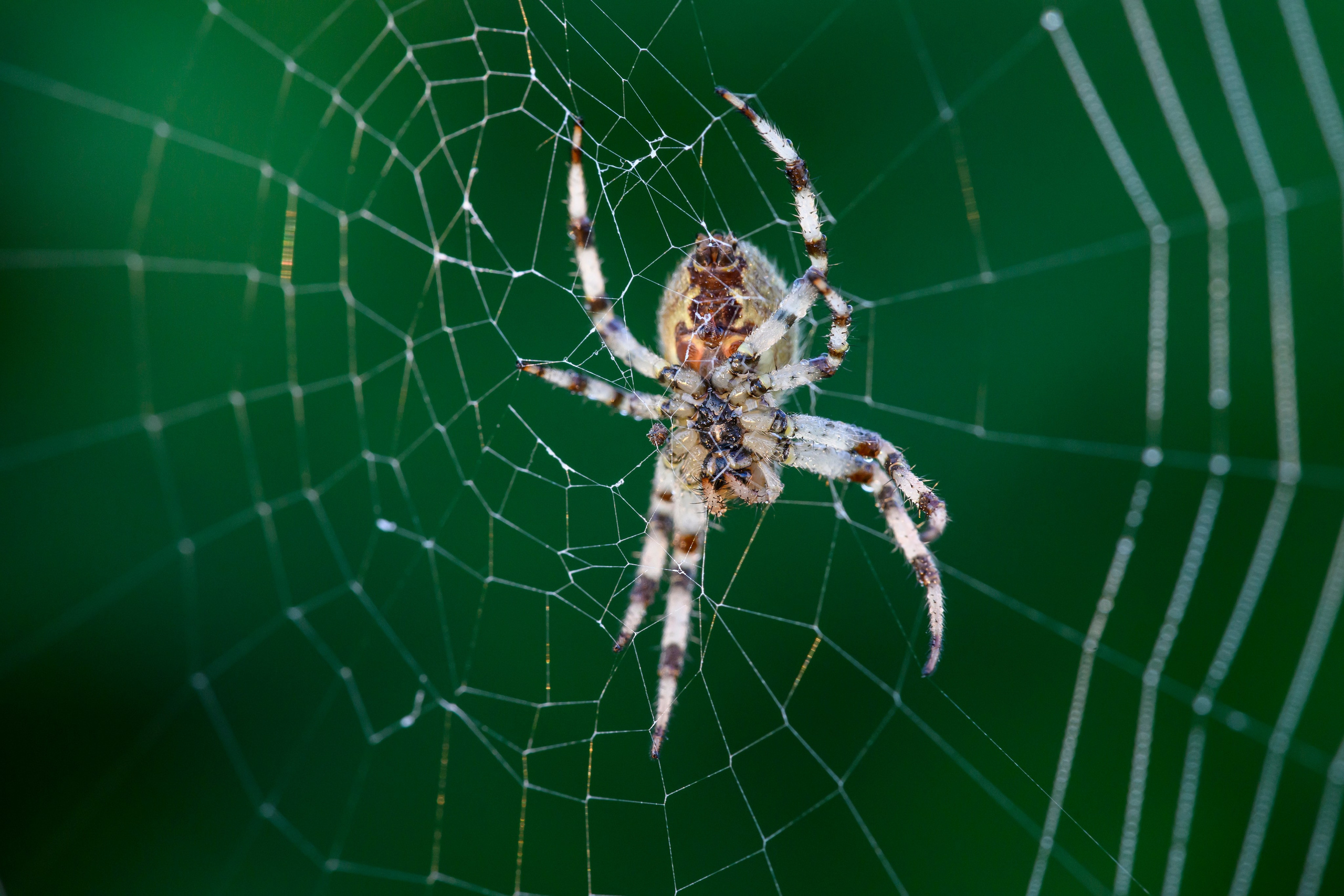 Совы умеют улыбаться. Owl can smile. Wildlife photography by Sergey Puponin