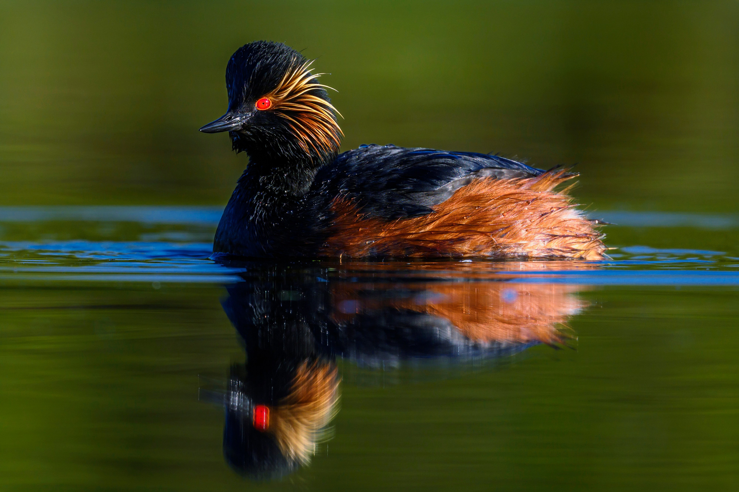 Ну как можно было назвать ее поганкой?!. Фотограф Сергей Пупонин