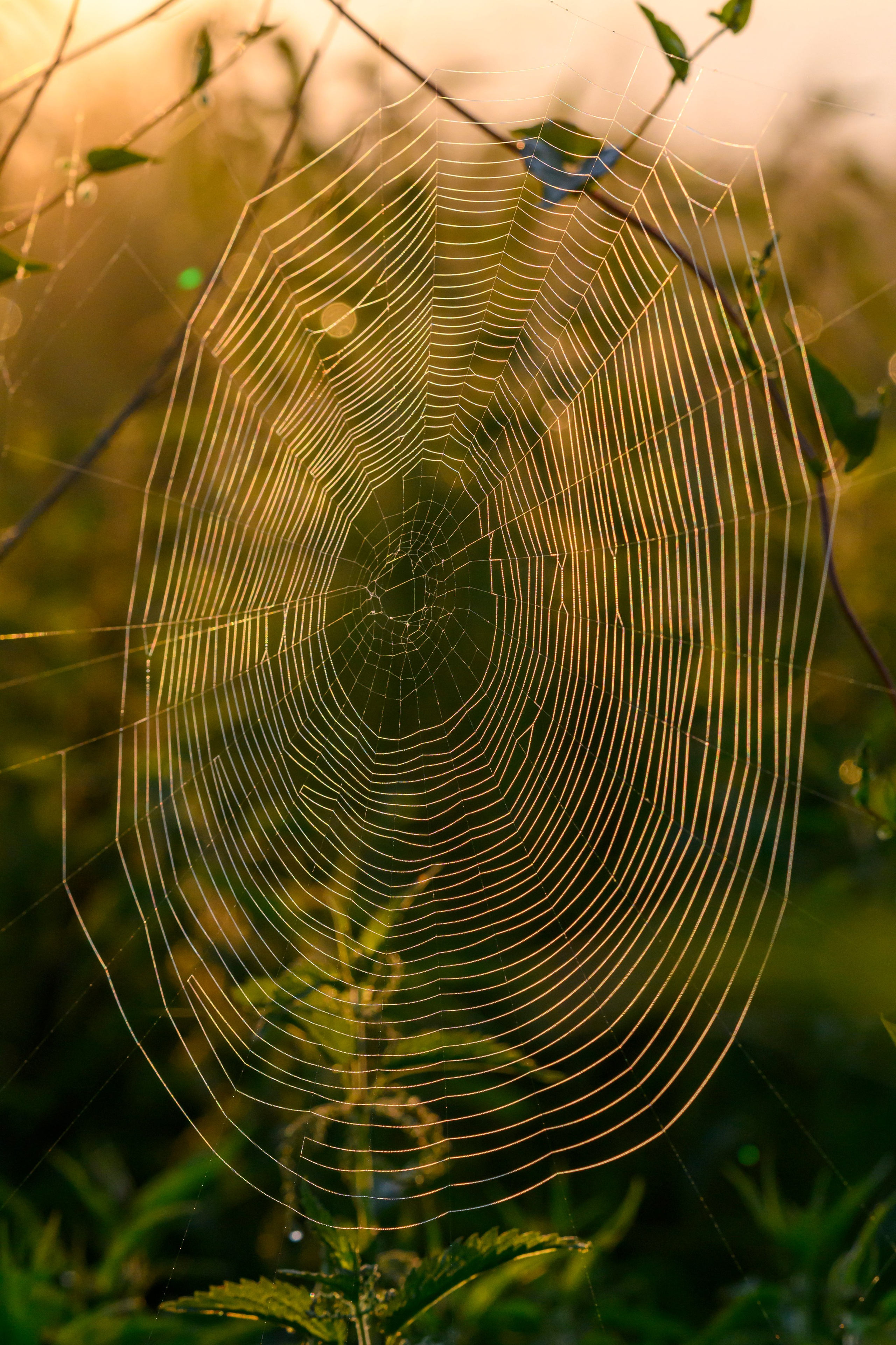 Совы умеют улыбаться. Owl can smile. Wildlife photography by Sergey Puponin