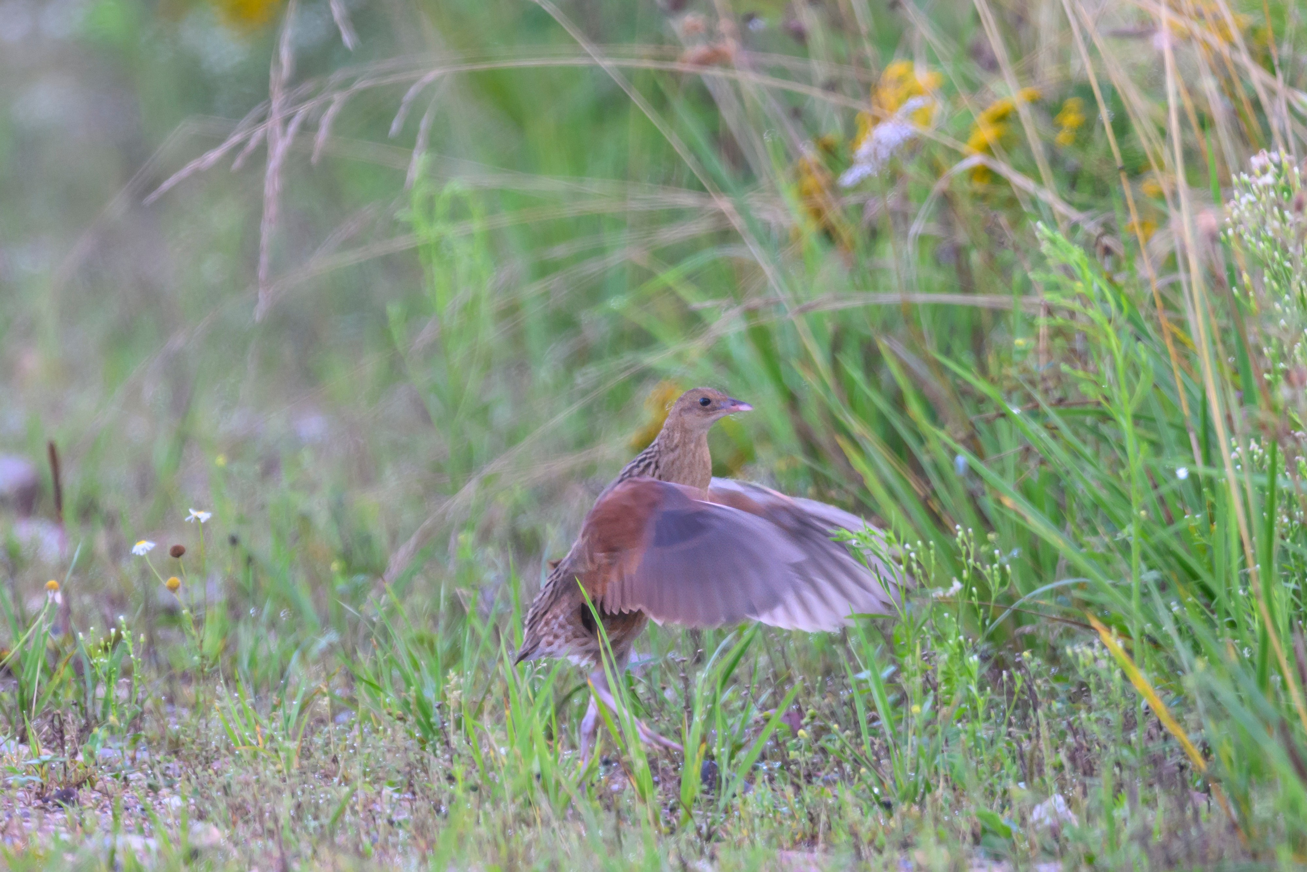 Коростель учится летать. Wildlife photography by Sergey Puponin