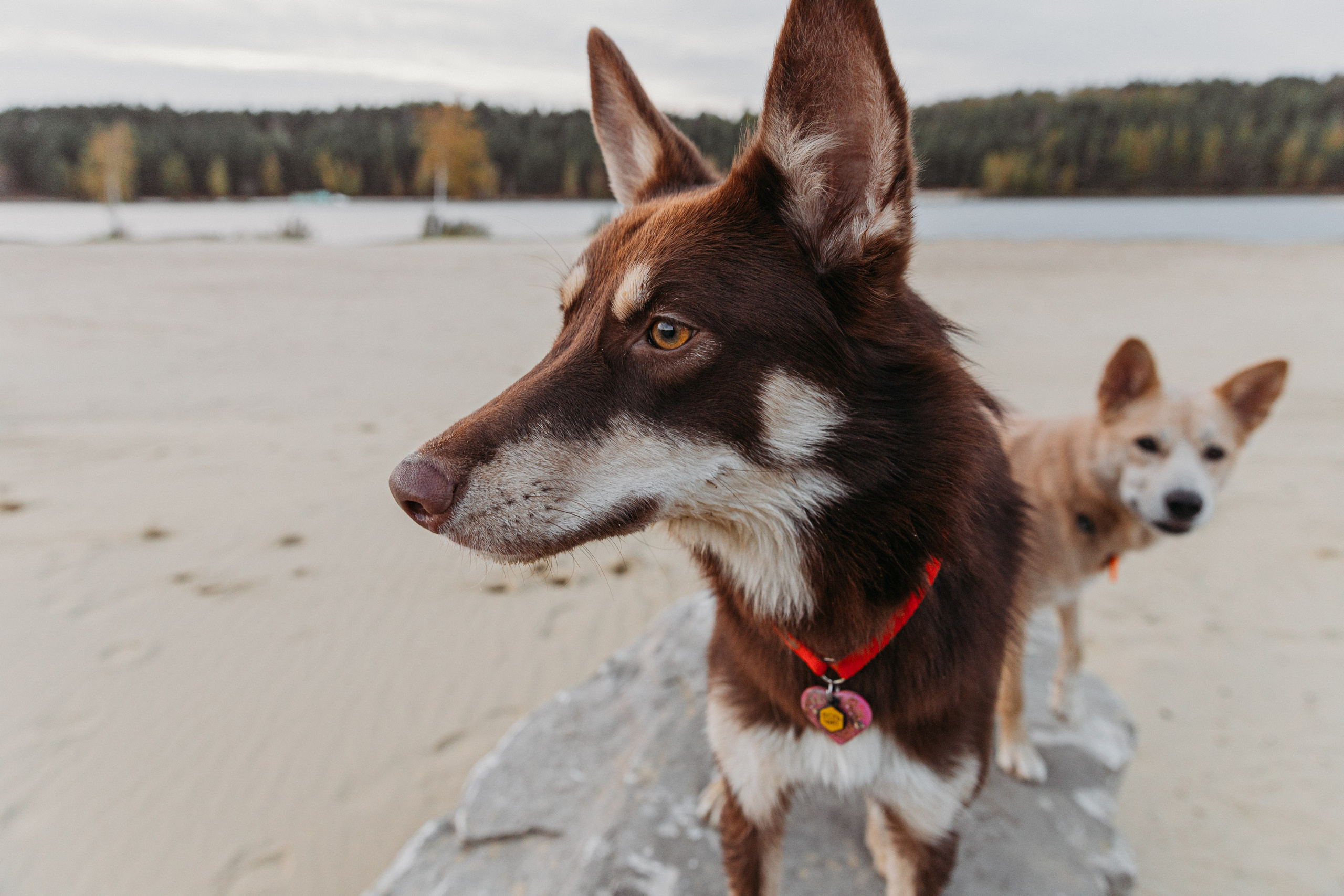 Фотограф-анималист в Москве Соломонова Варвара