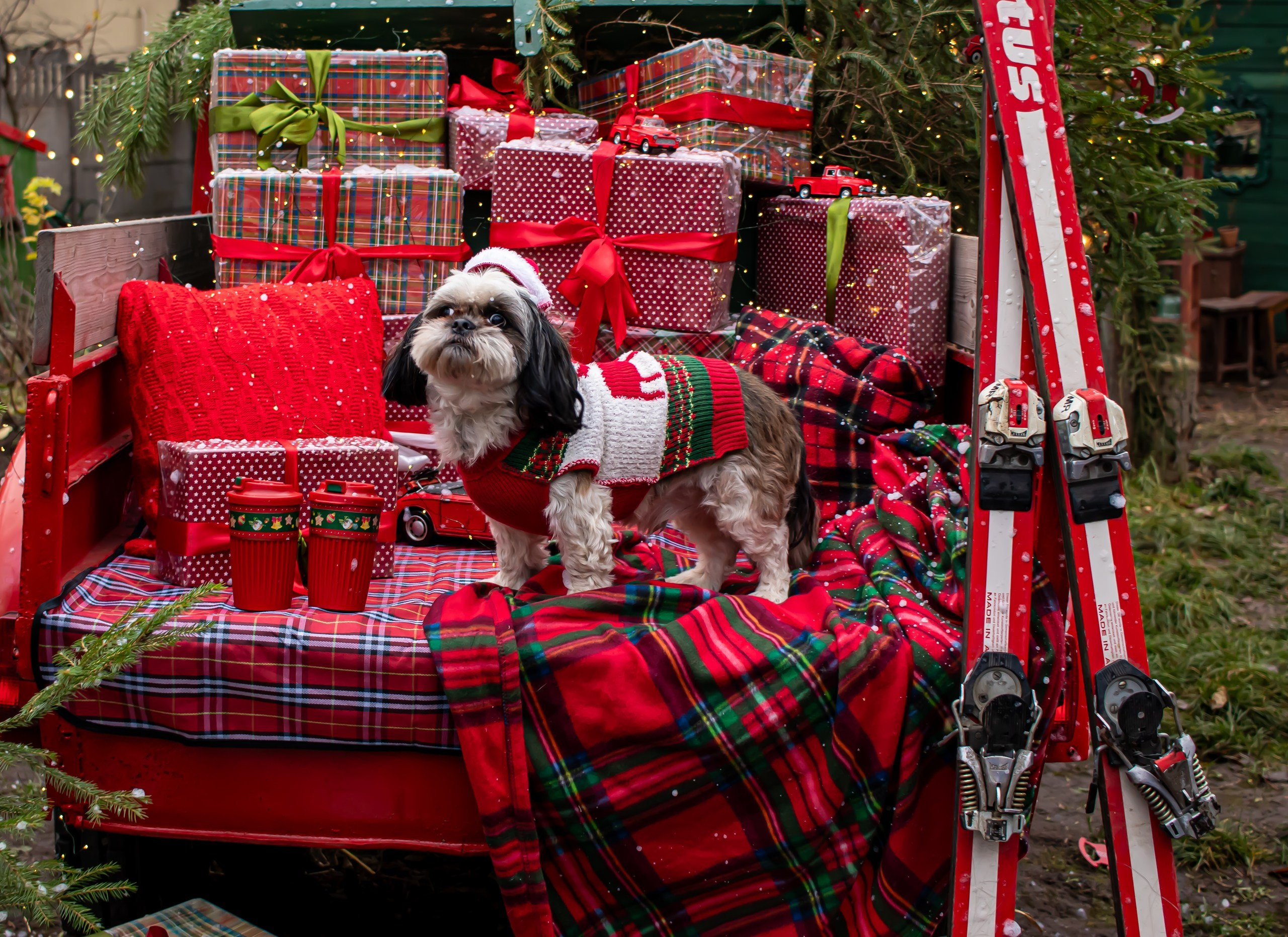 Новогодняя композиция и собачка в костюме