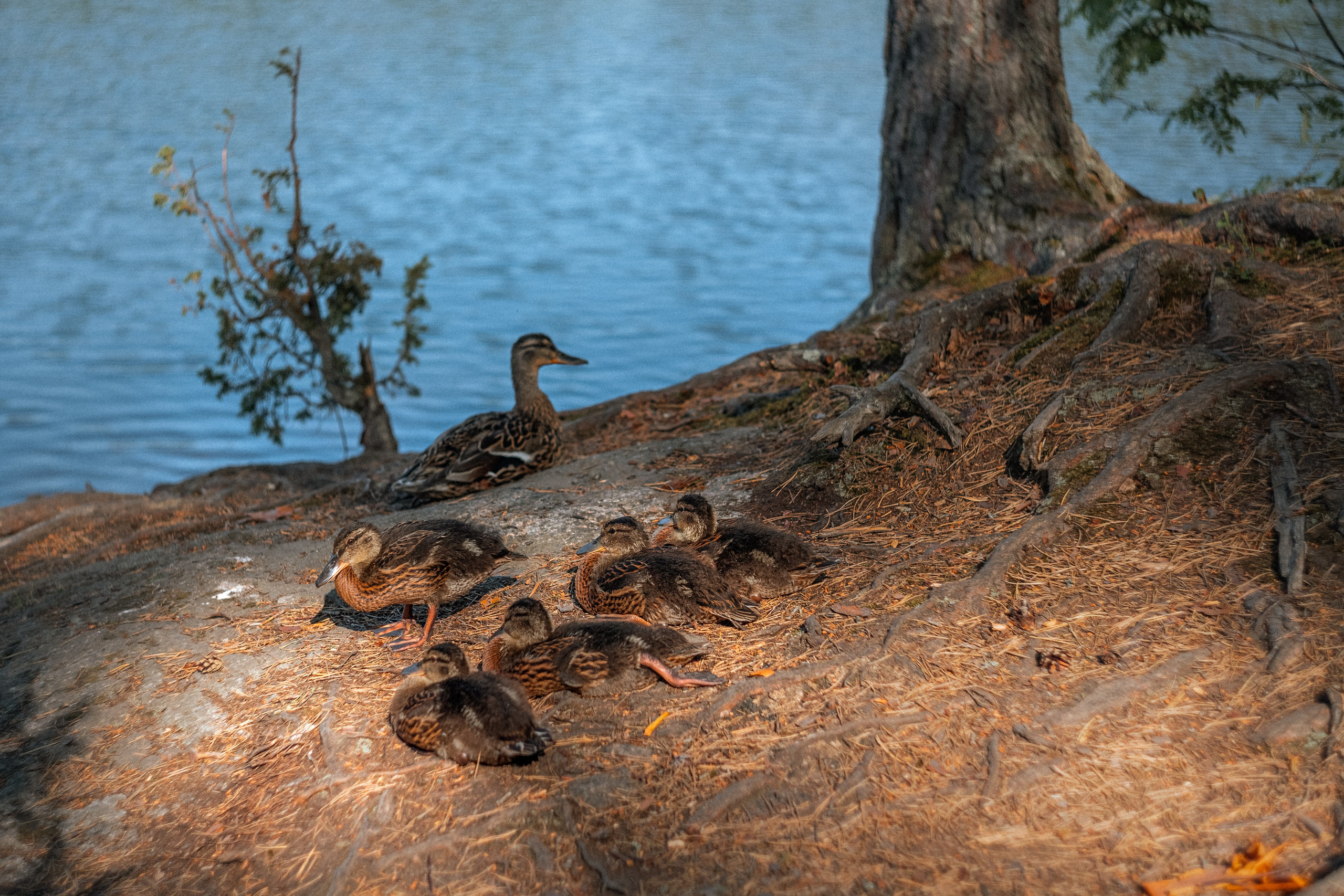 «Голливудская» связка Sony A7 III и Гелиос 44-2. Юля Дэй • Фотограф, Санкт-Петербург